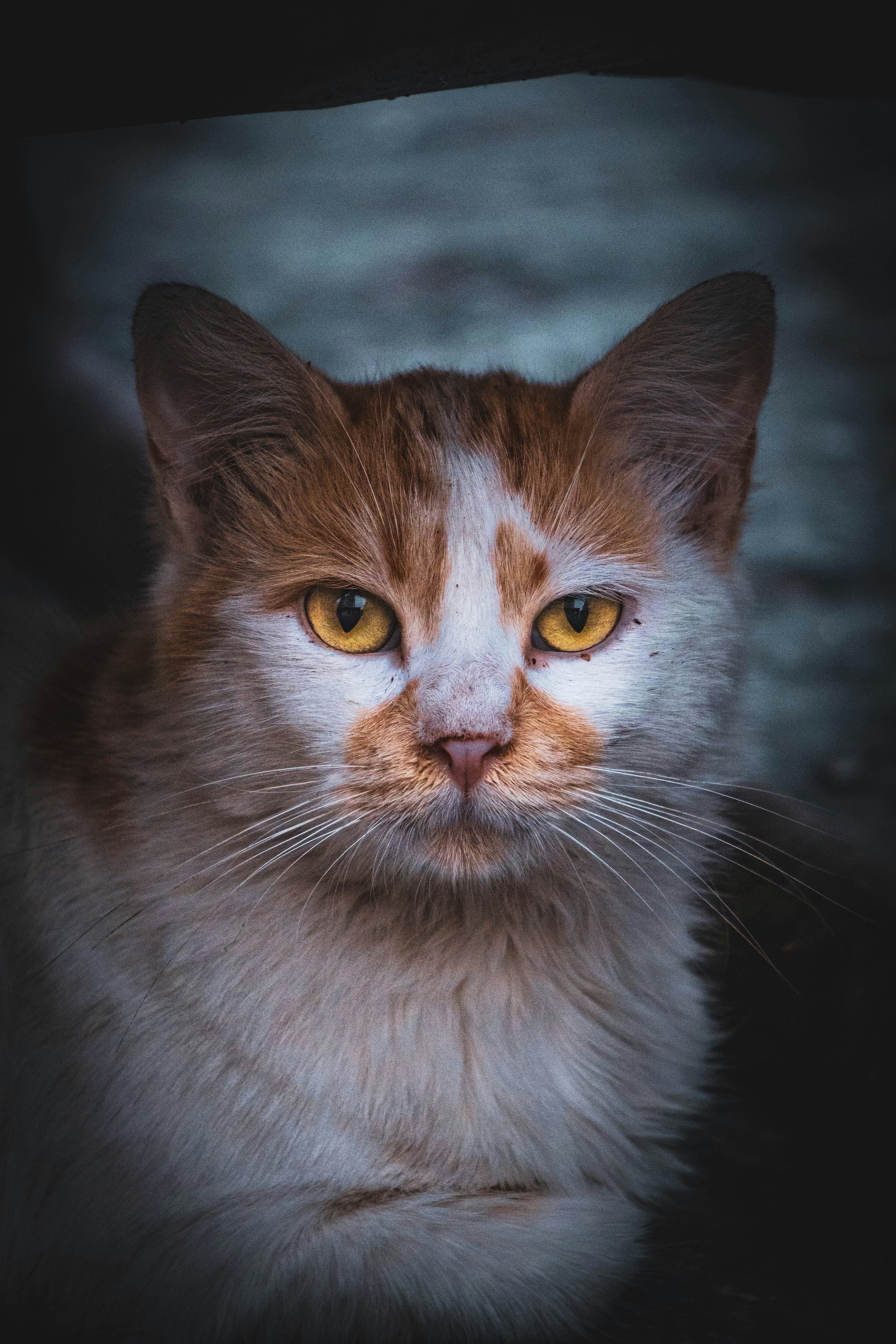 Photo by catsinamman