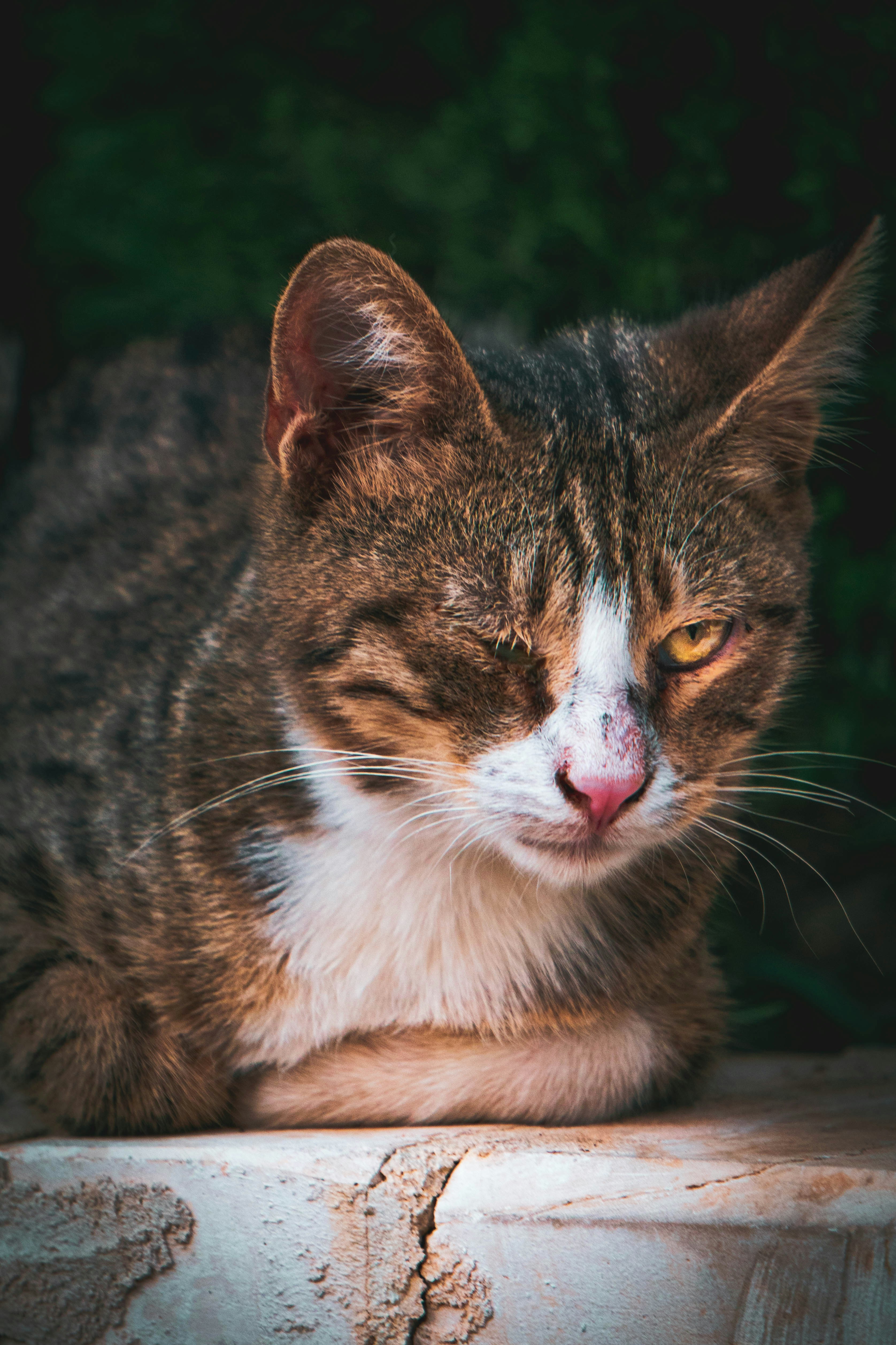 Photo by catsinamman