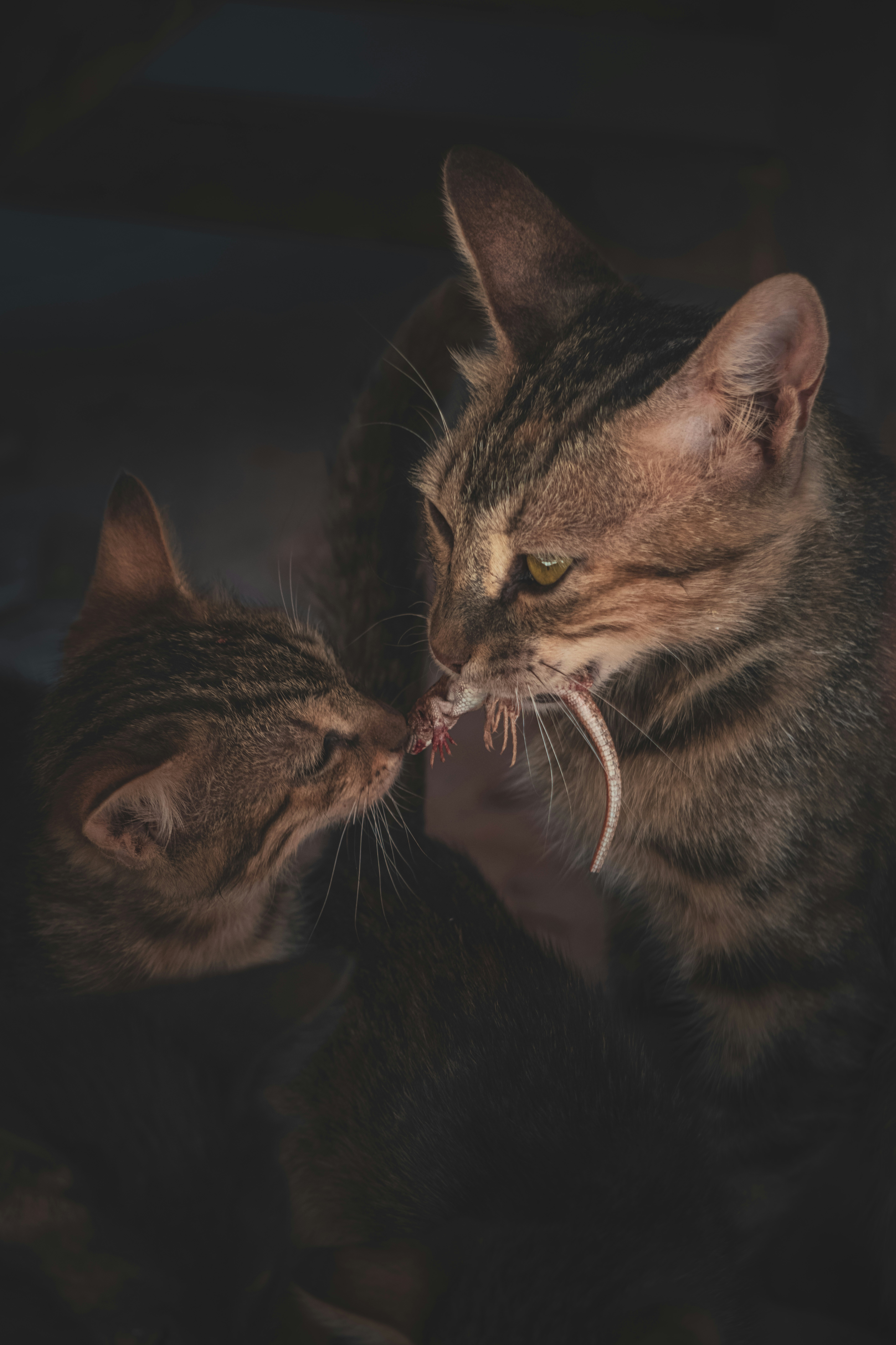Jealousy and Rivalry: Do Cats Compete for Our Attention? (image credits: unsplash)