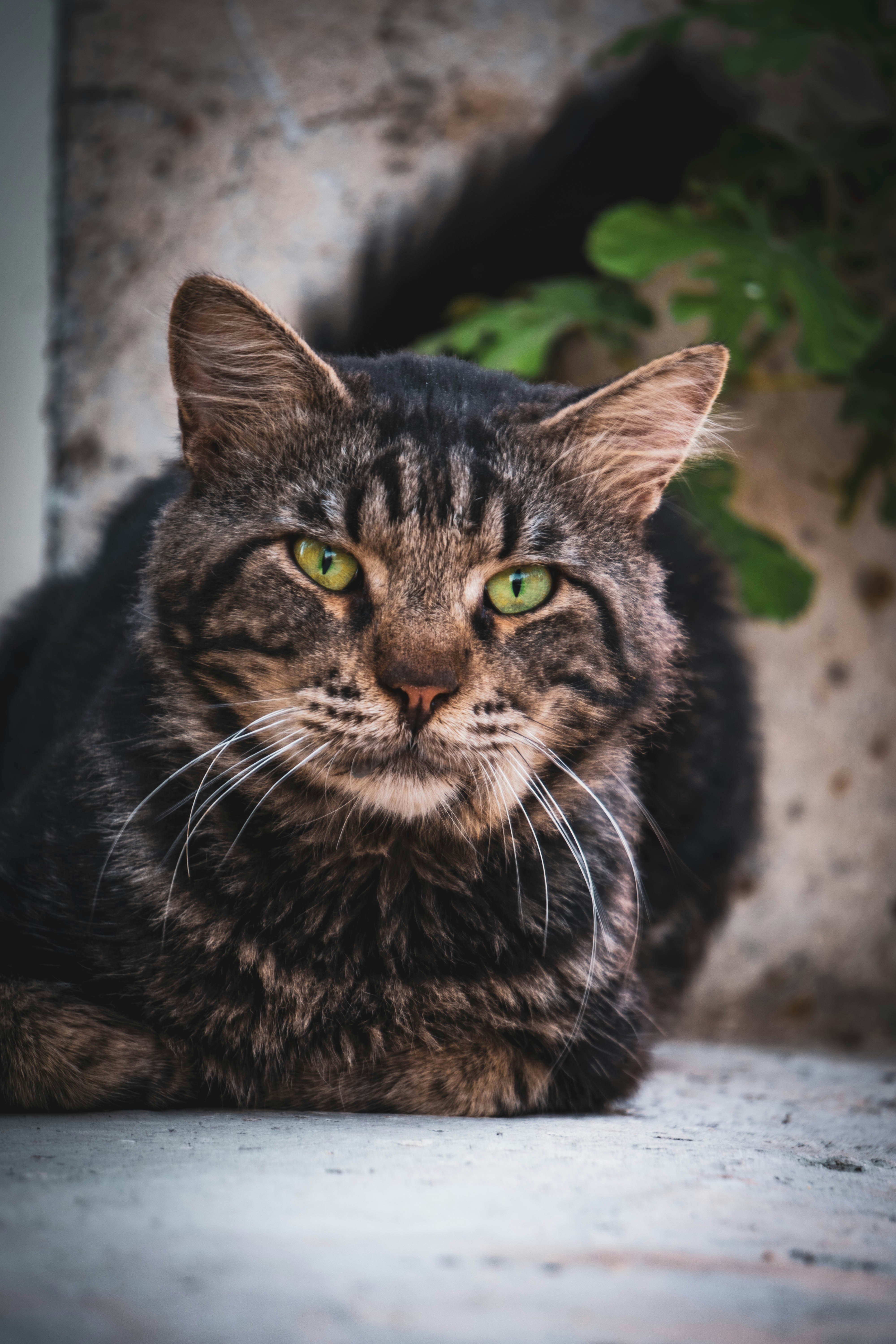 Photo by catsinamman