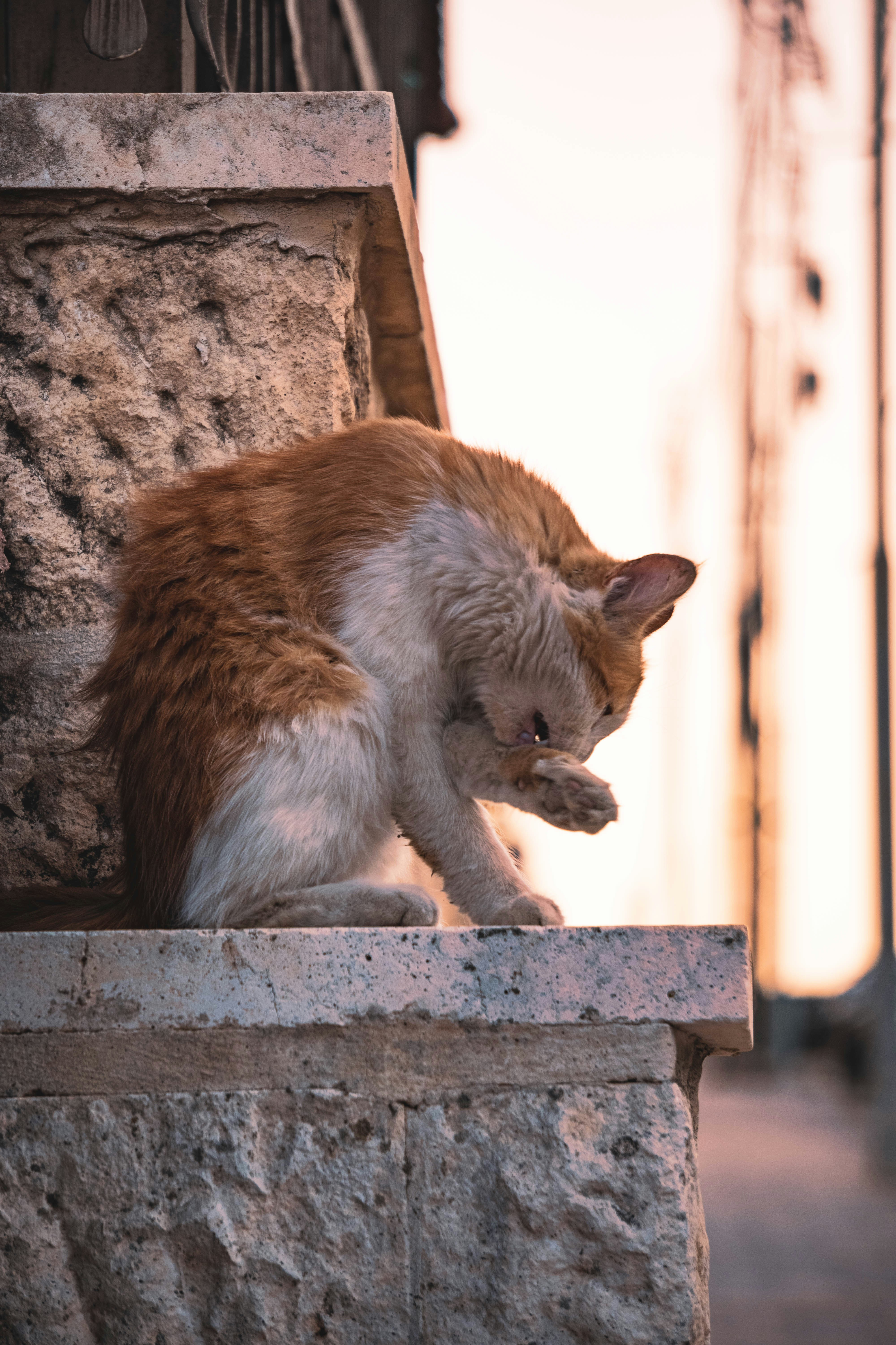 Photo by catsinamman