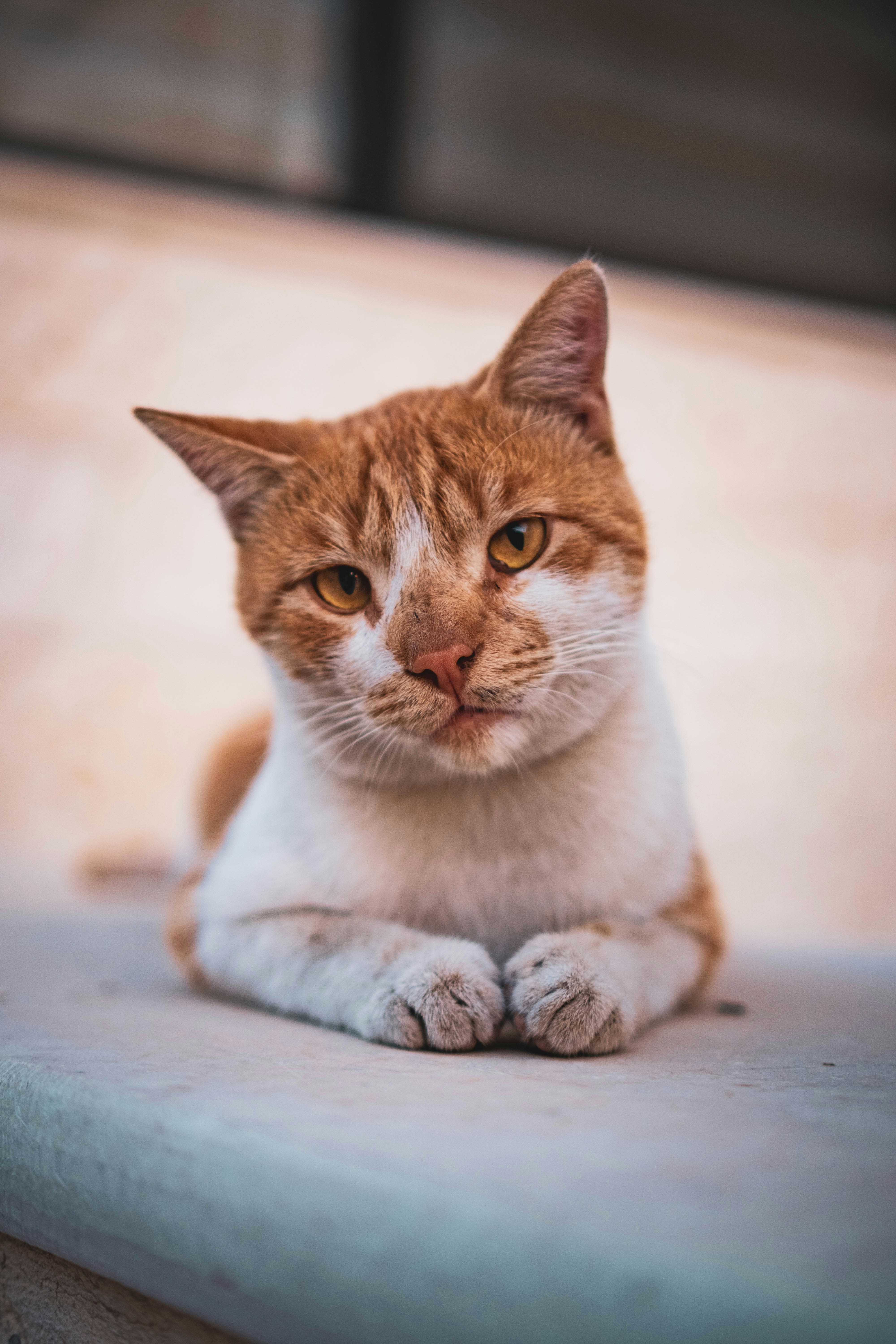 Photo by catsinamman