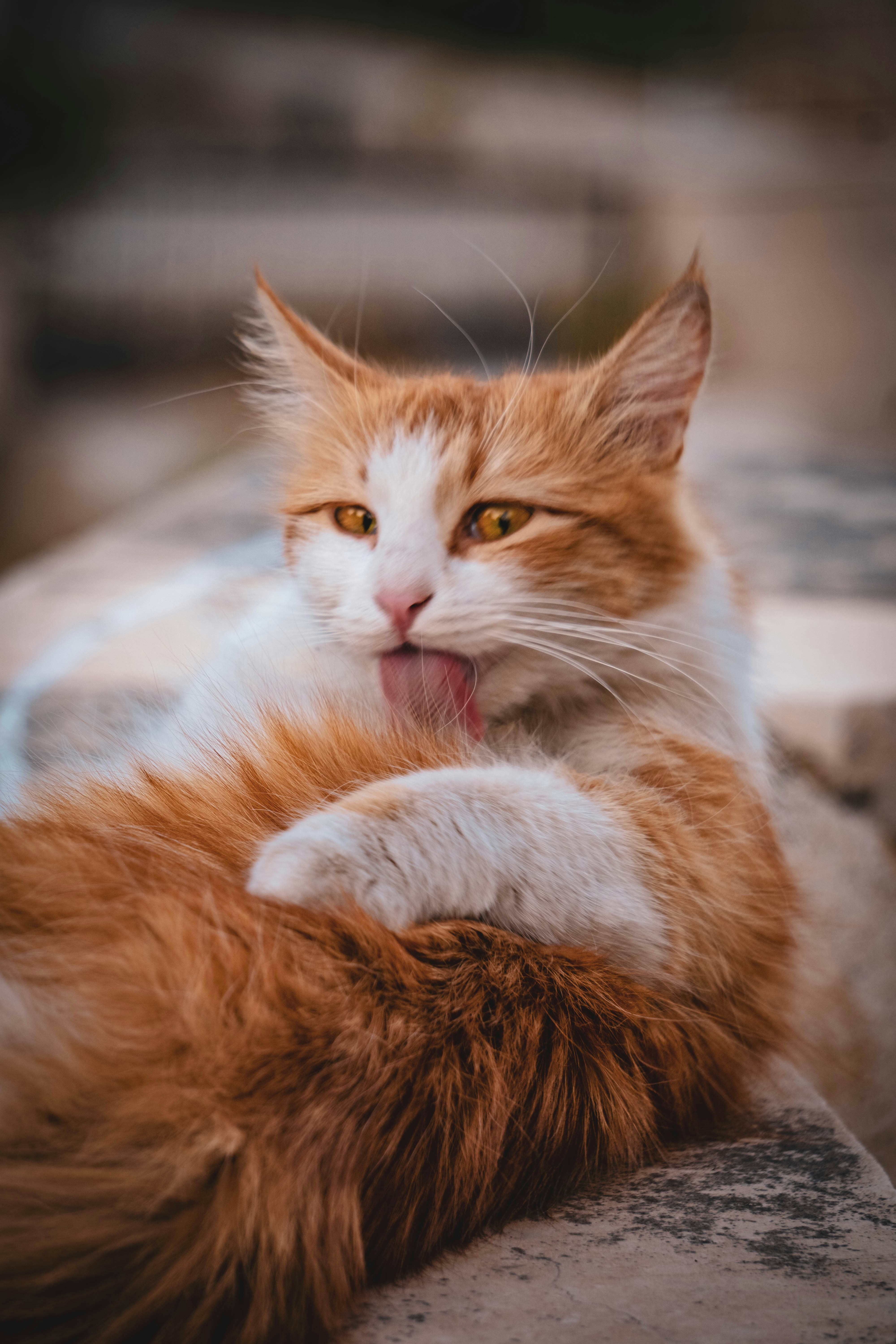 Photo by catsinamman