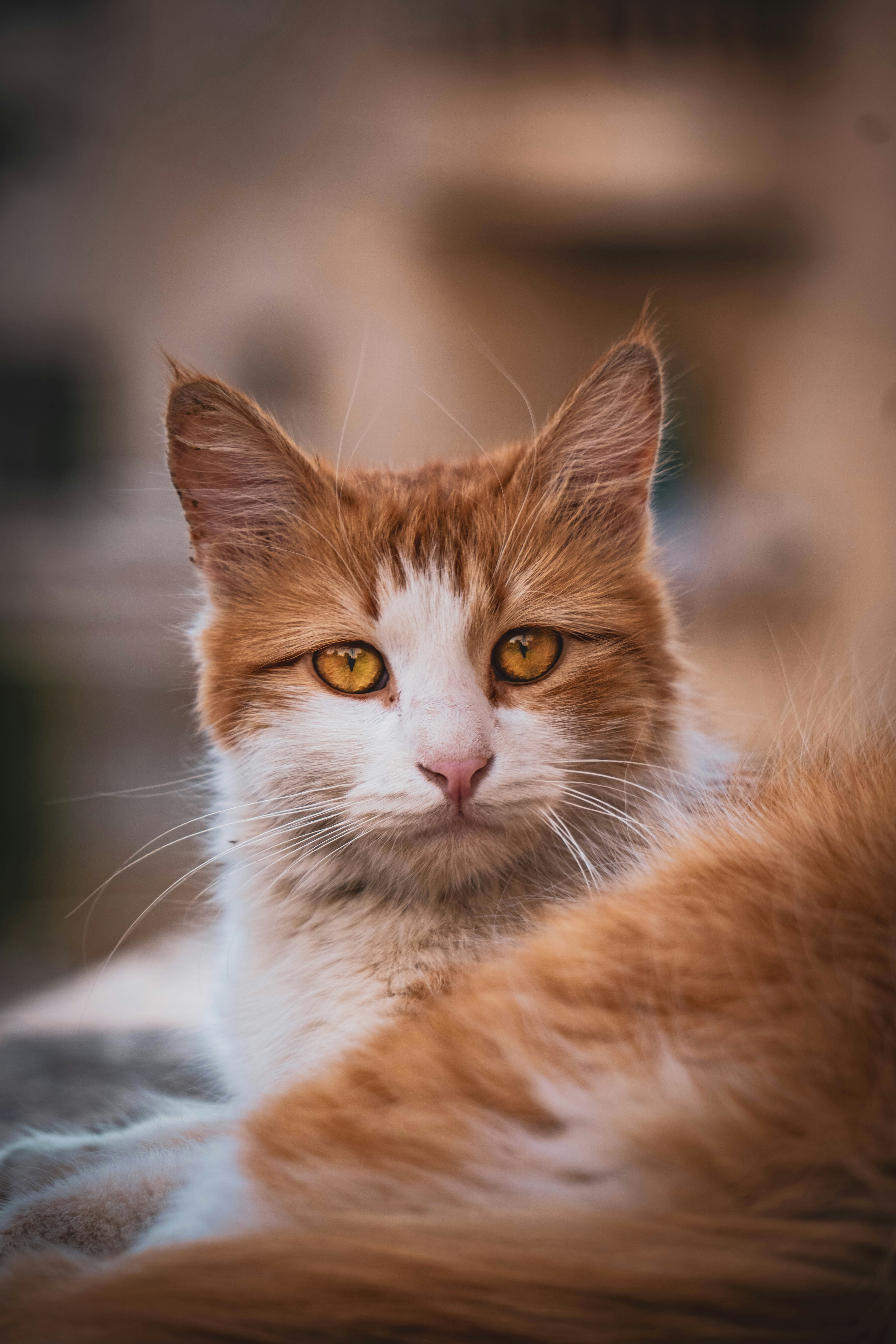 Photo by catsinamman