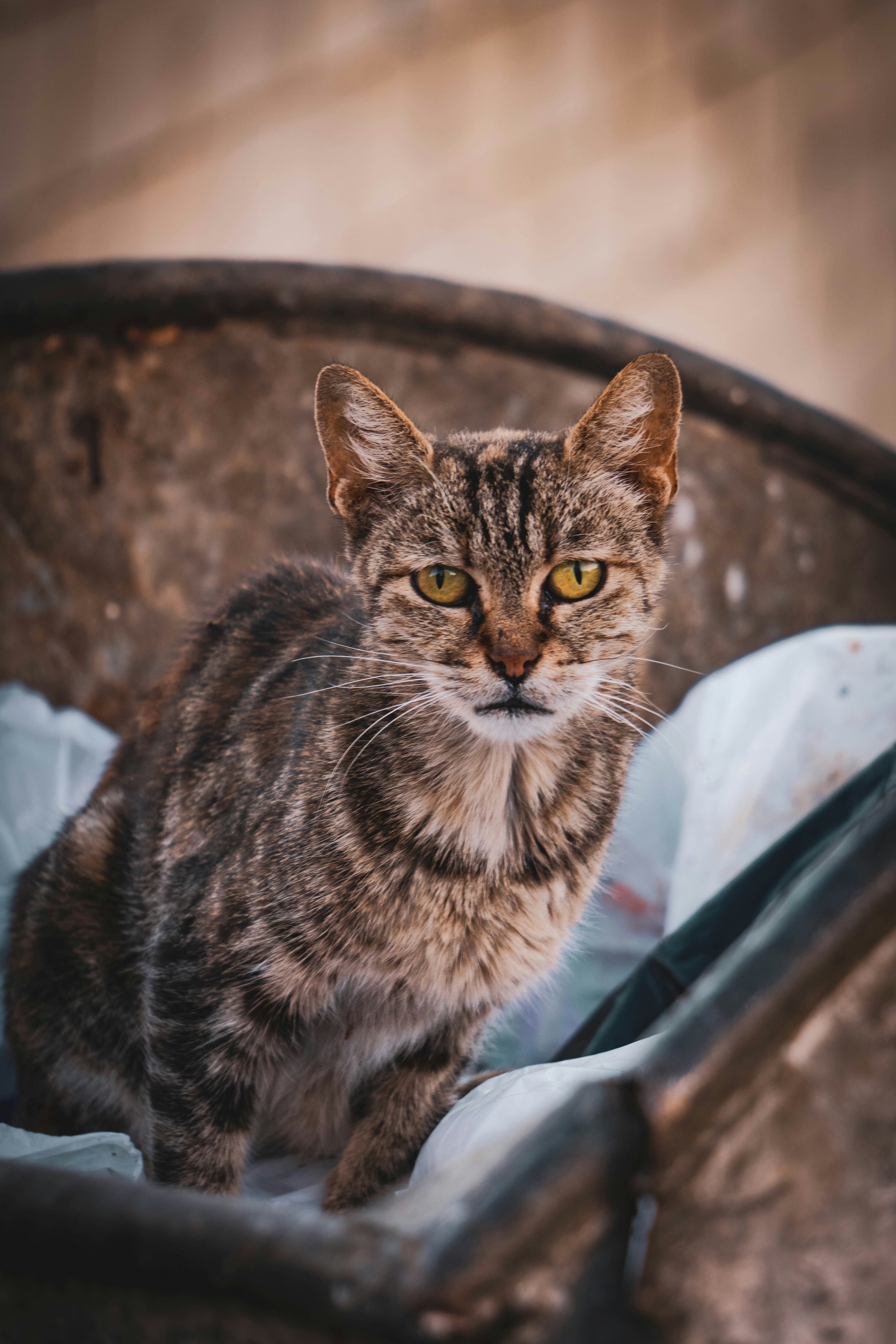 Photo by catsinamman