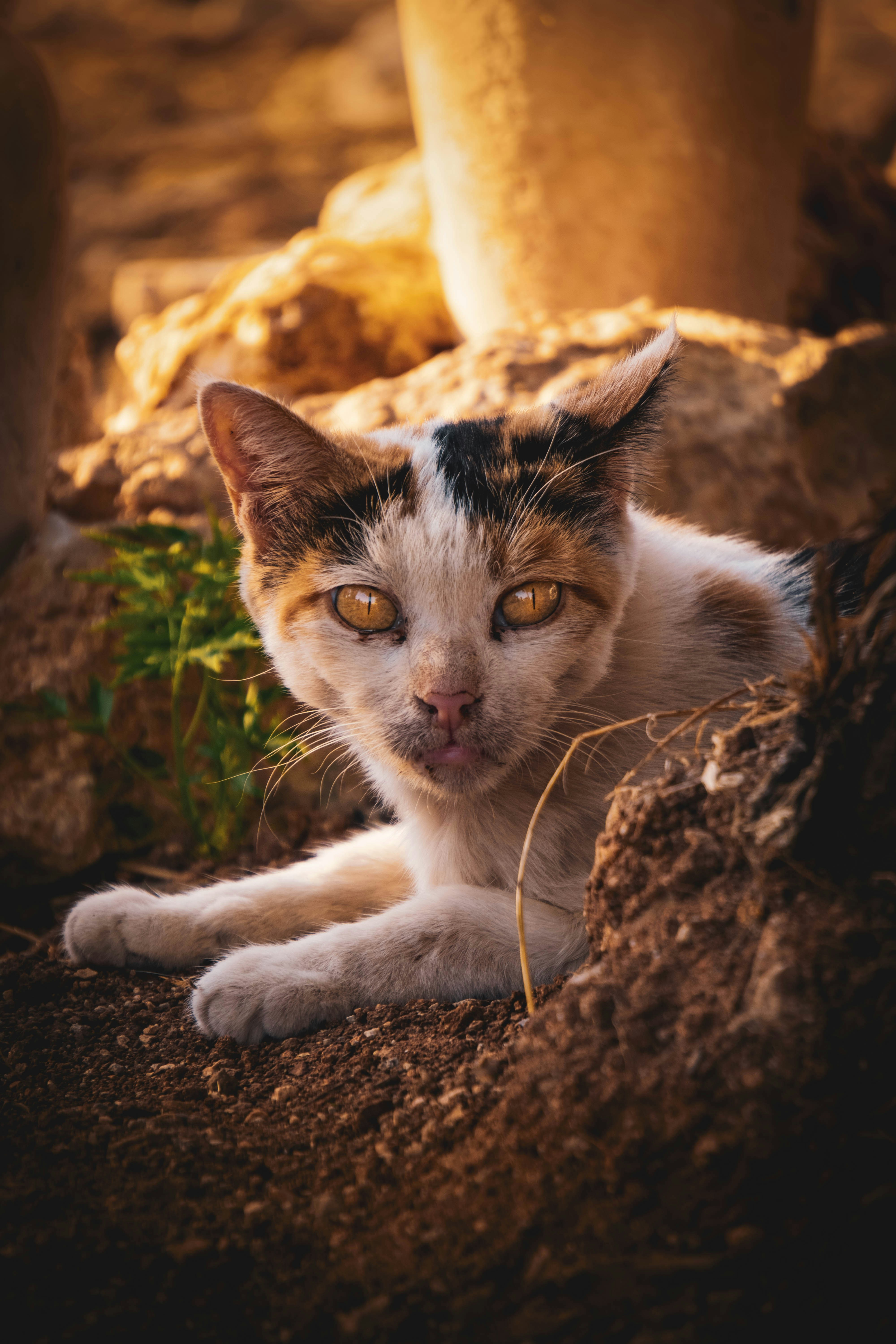 Photo by catsinamman