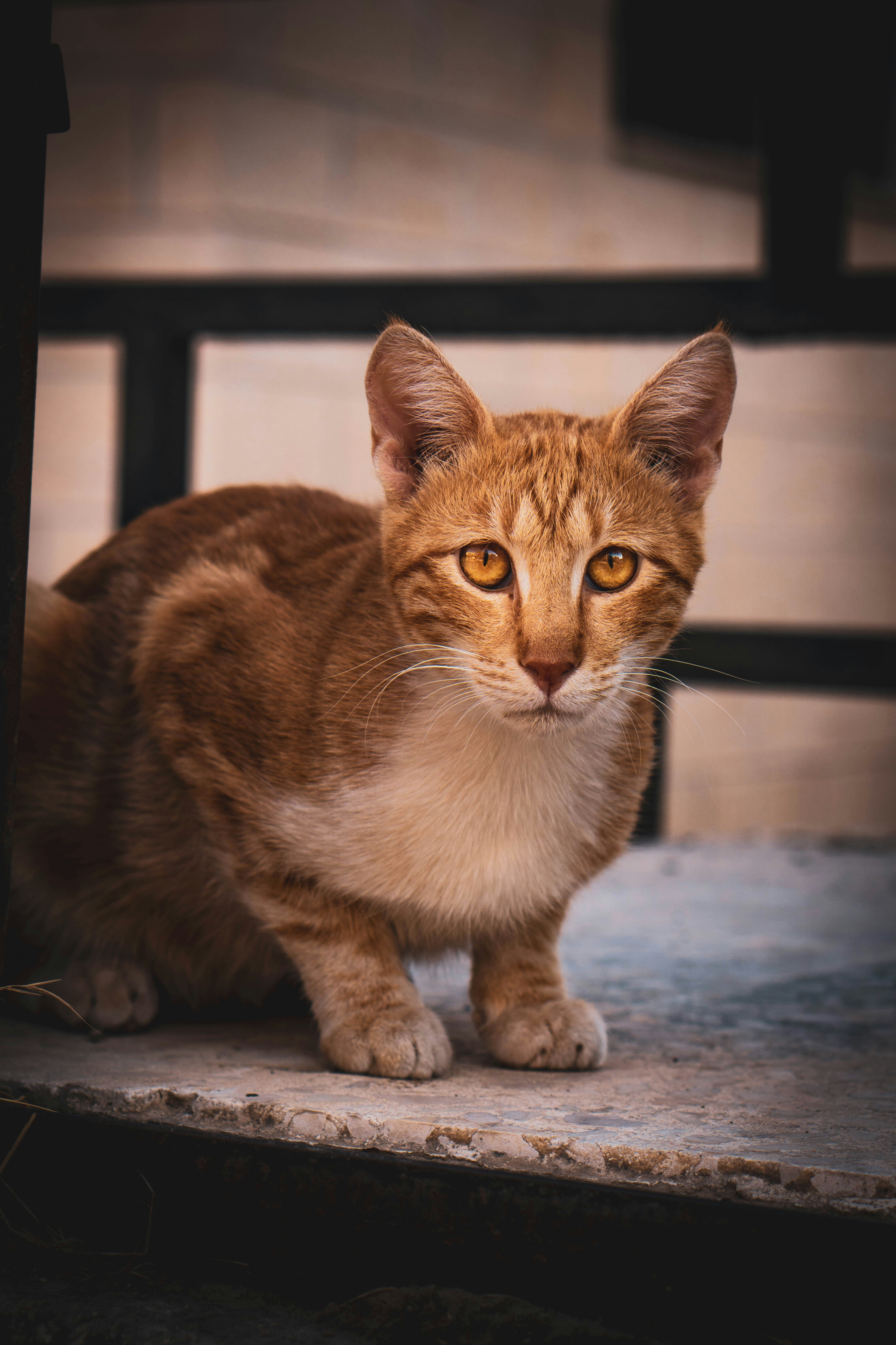 Photo by catsinamman