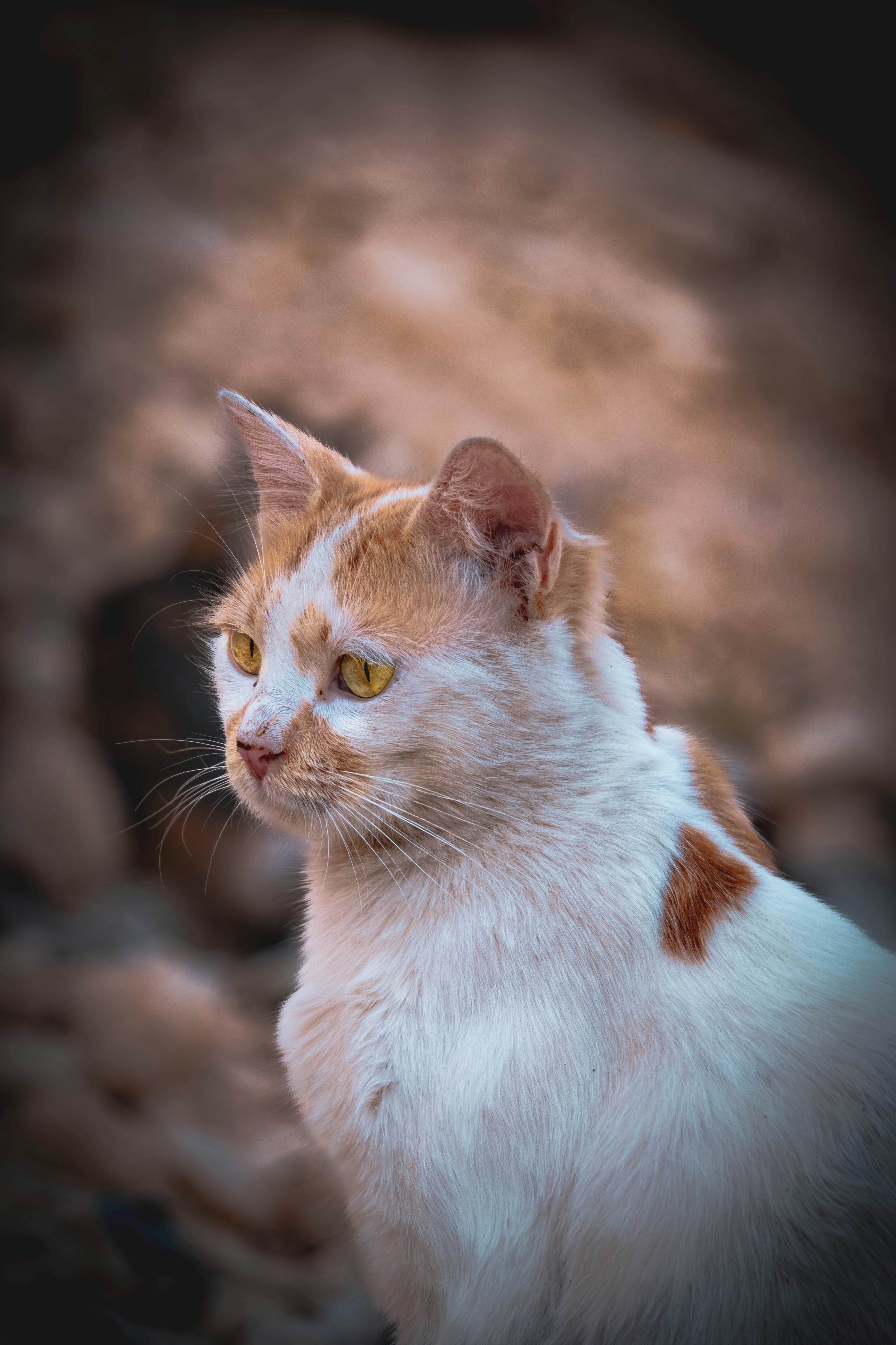 Photo by catsinamman