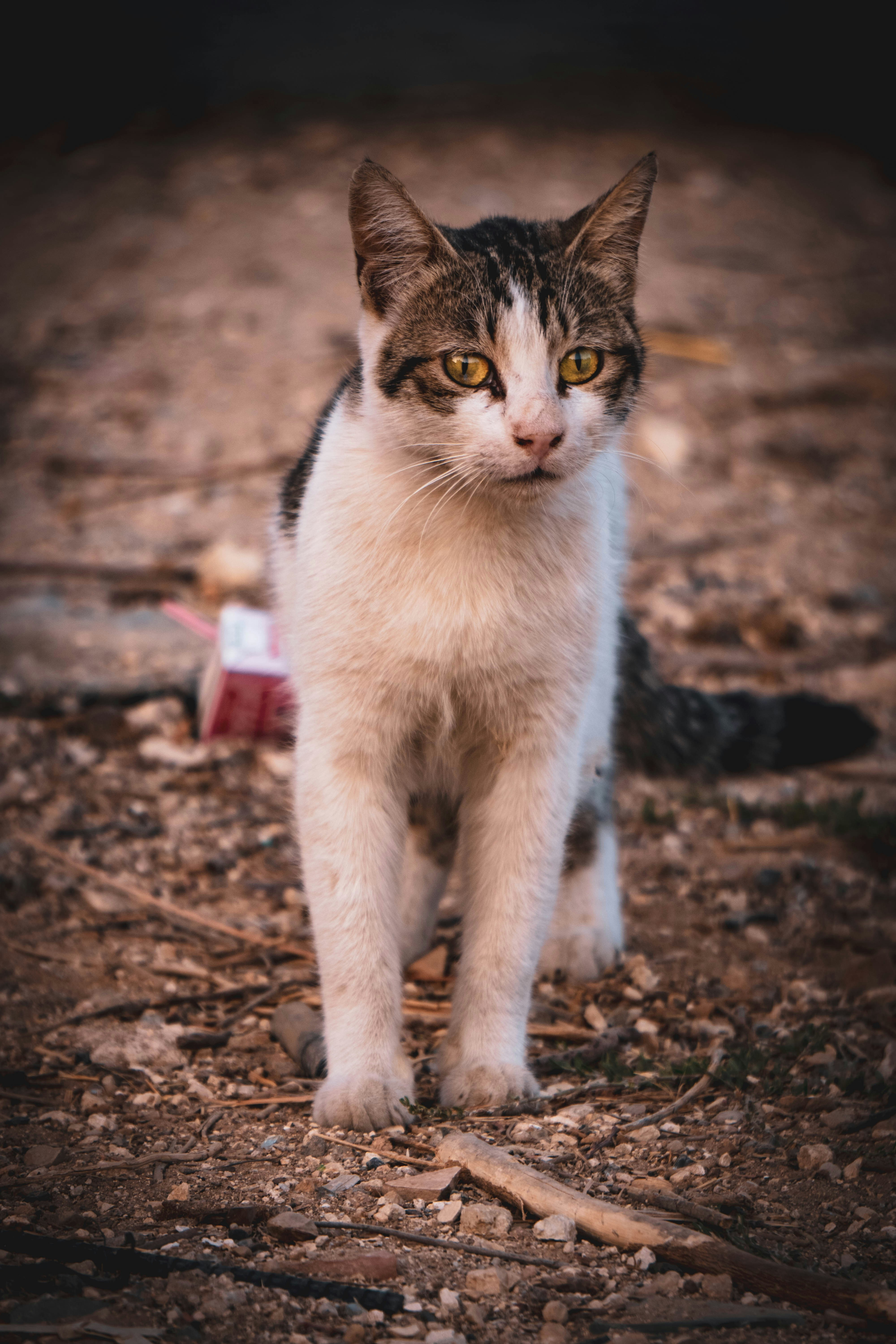 Photo by catsinamman