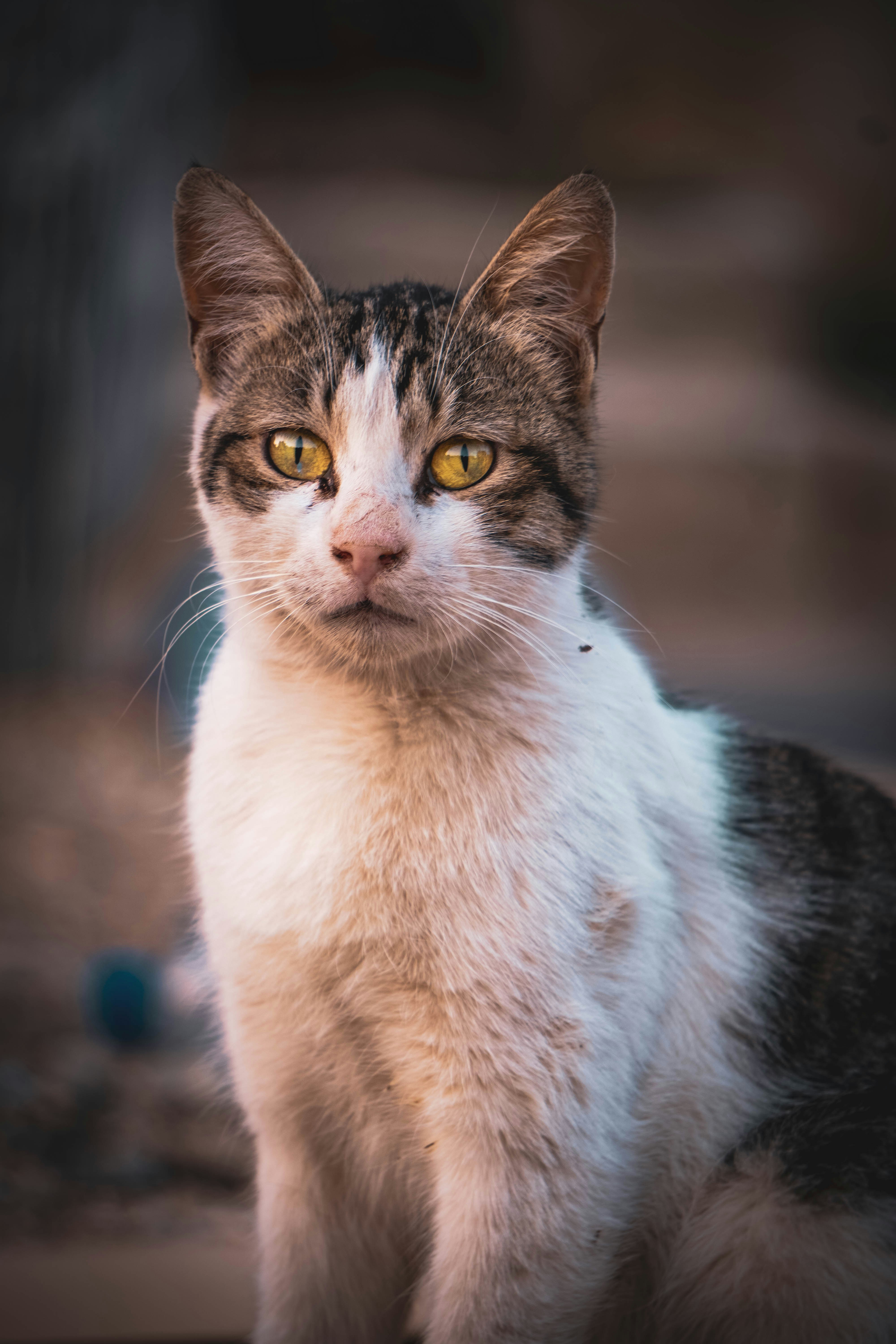 Photo by catsinamman