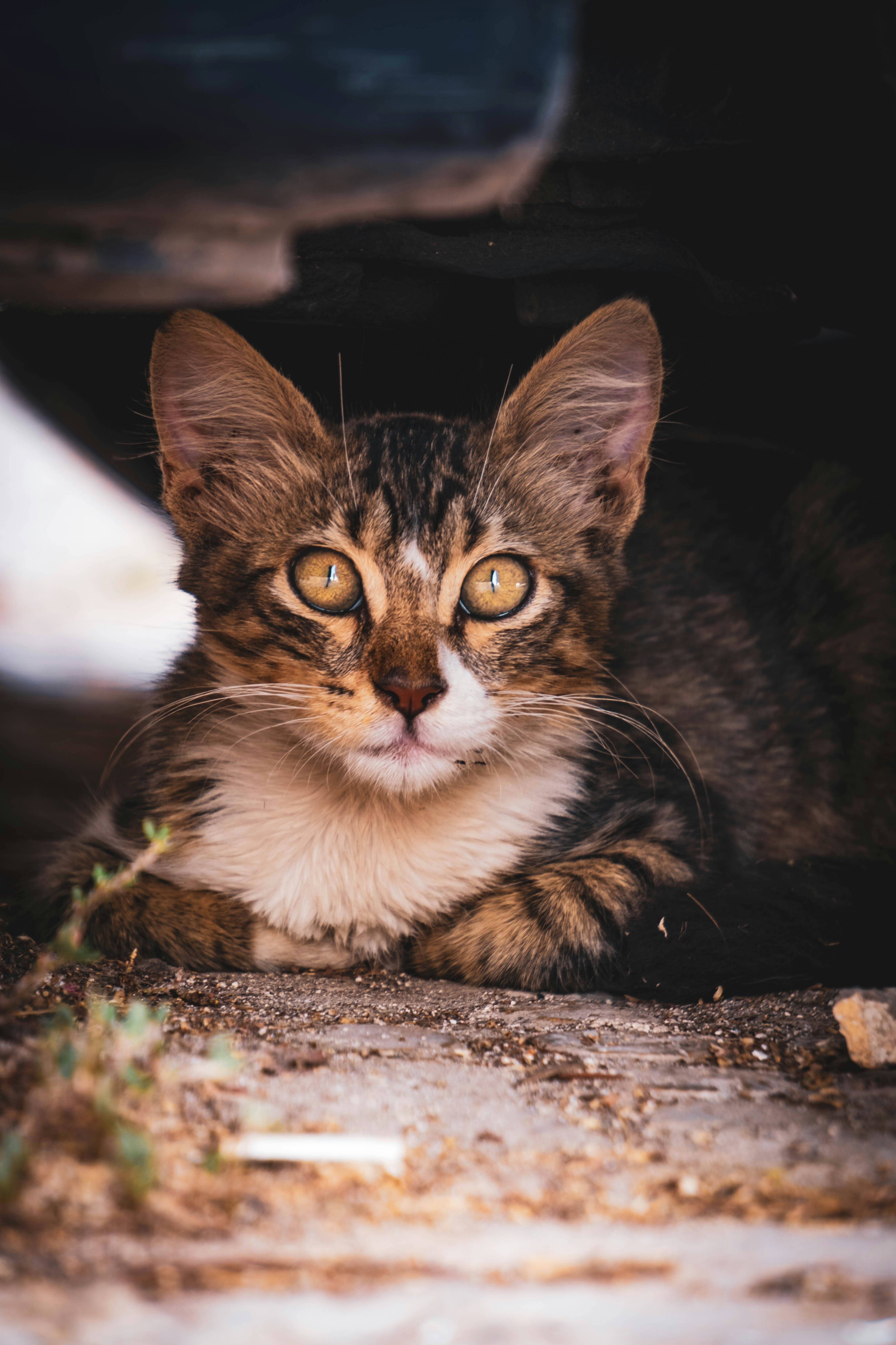 Photo by catsinamman