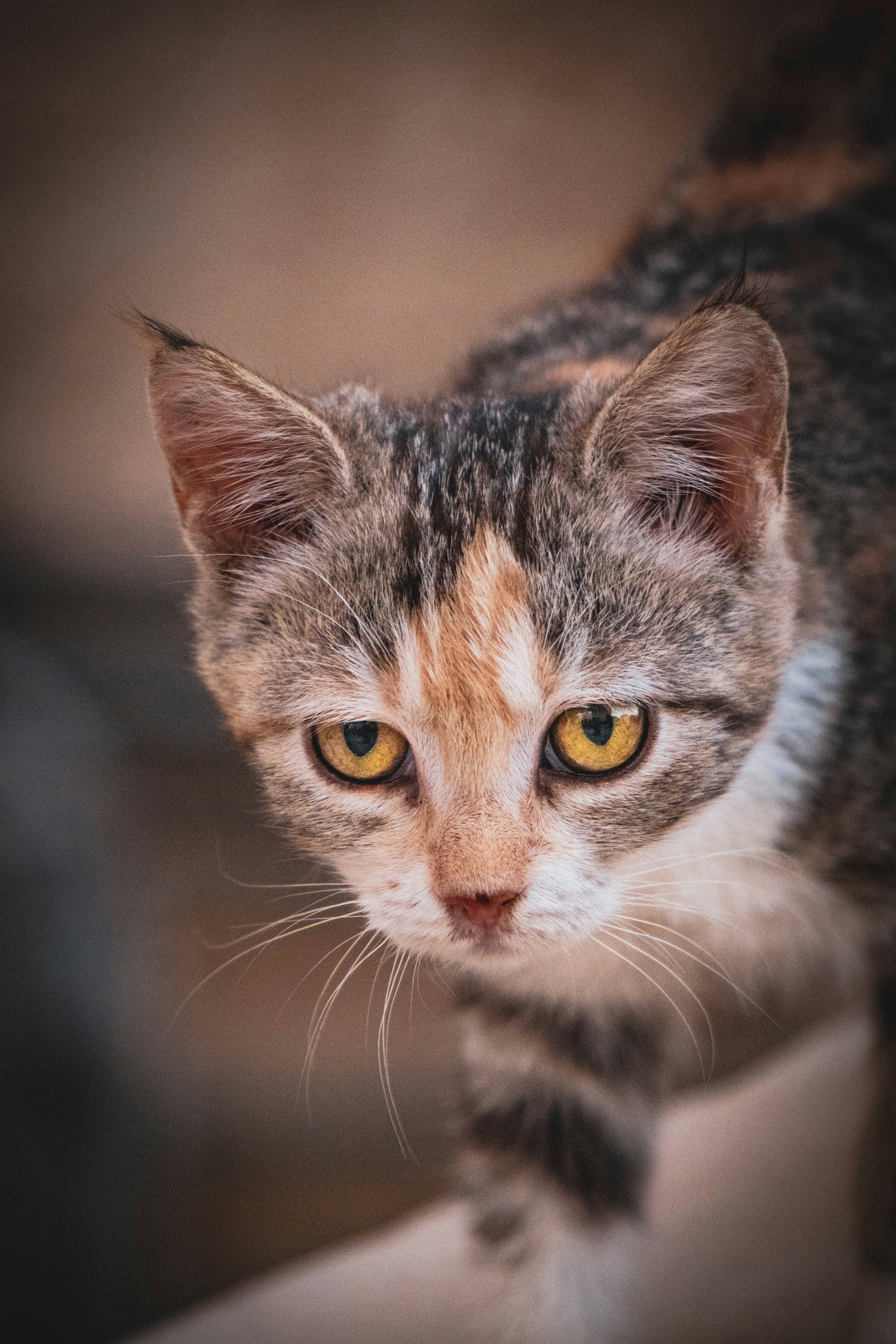 Photo by catsinamman