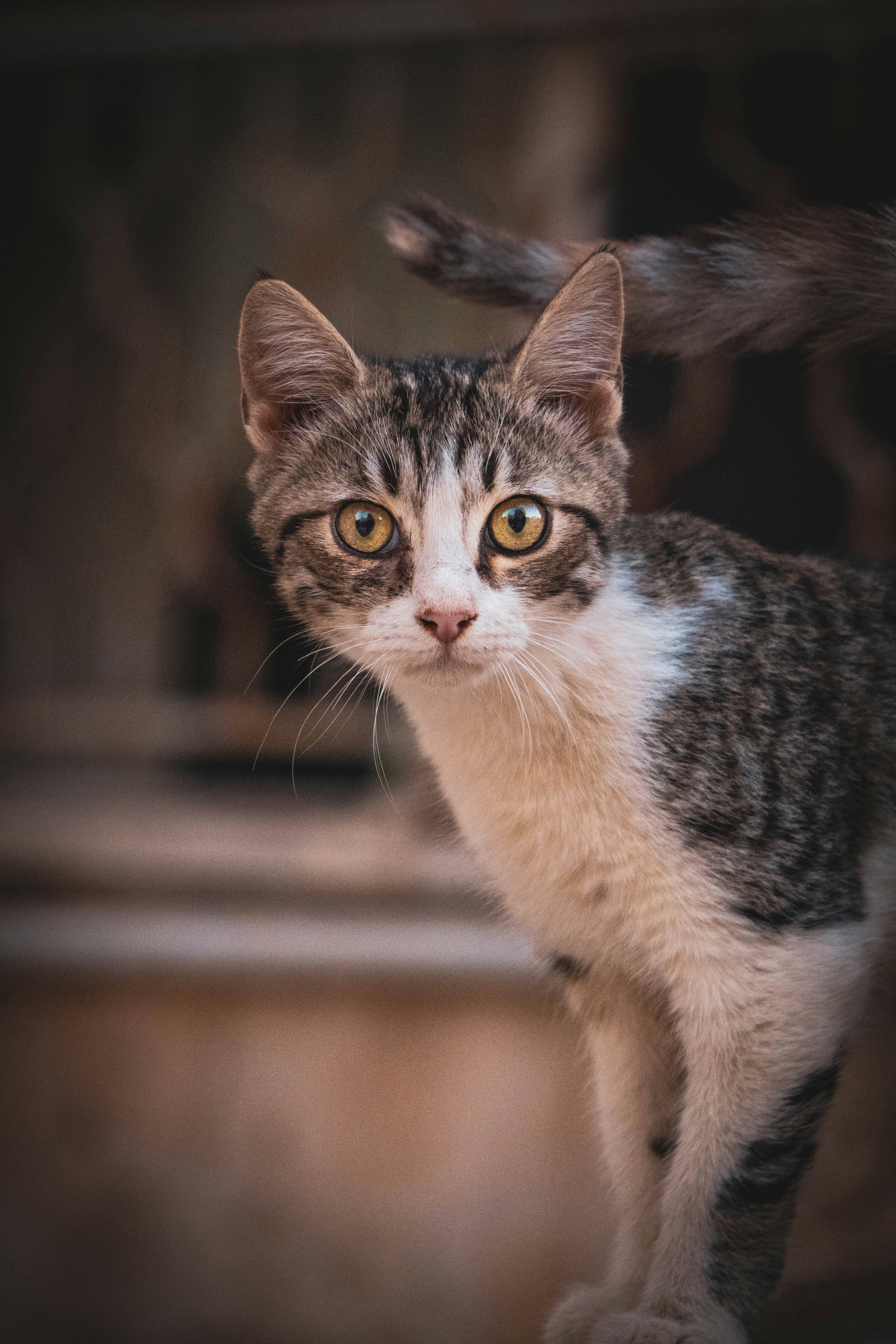 Photo by catsinamman