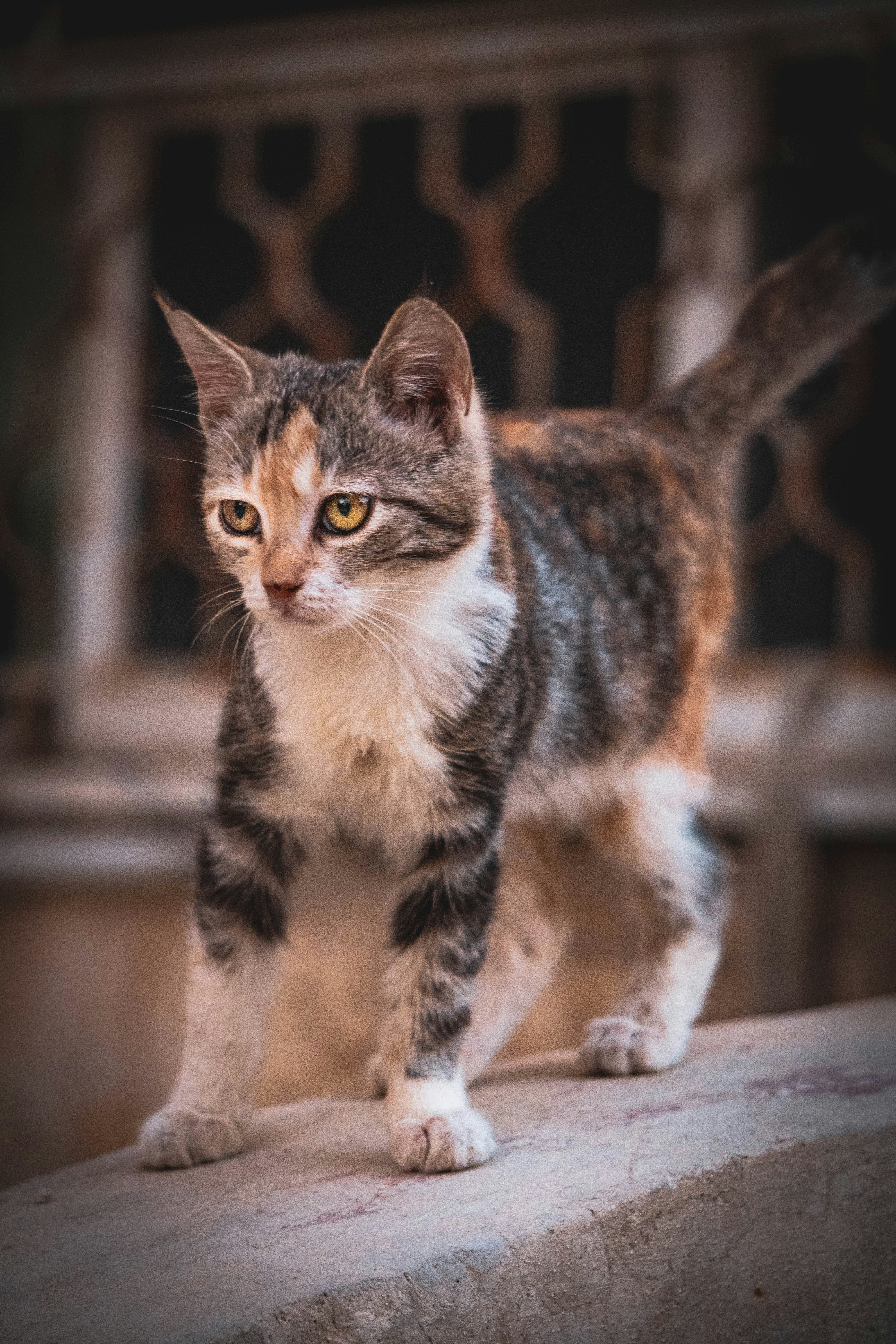 Photo by catsinamman