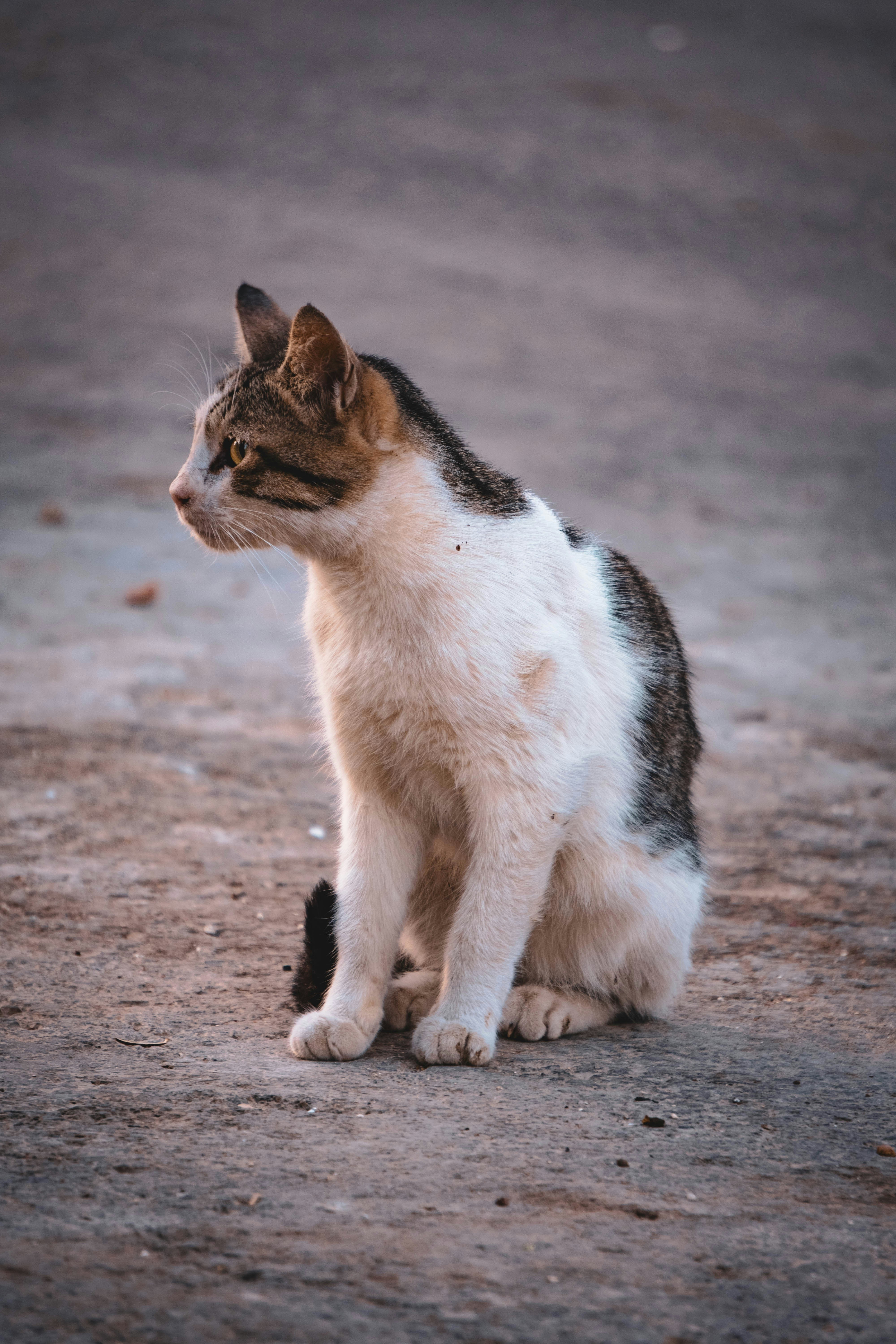 Photo by catsinamman