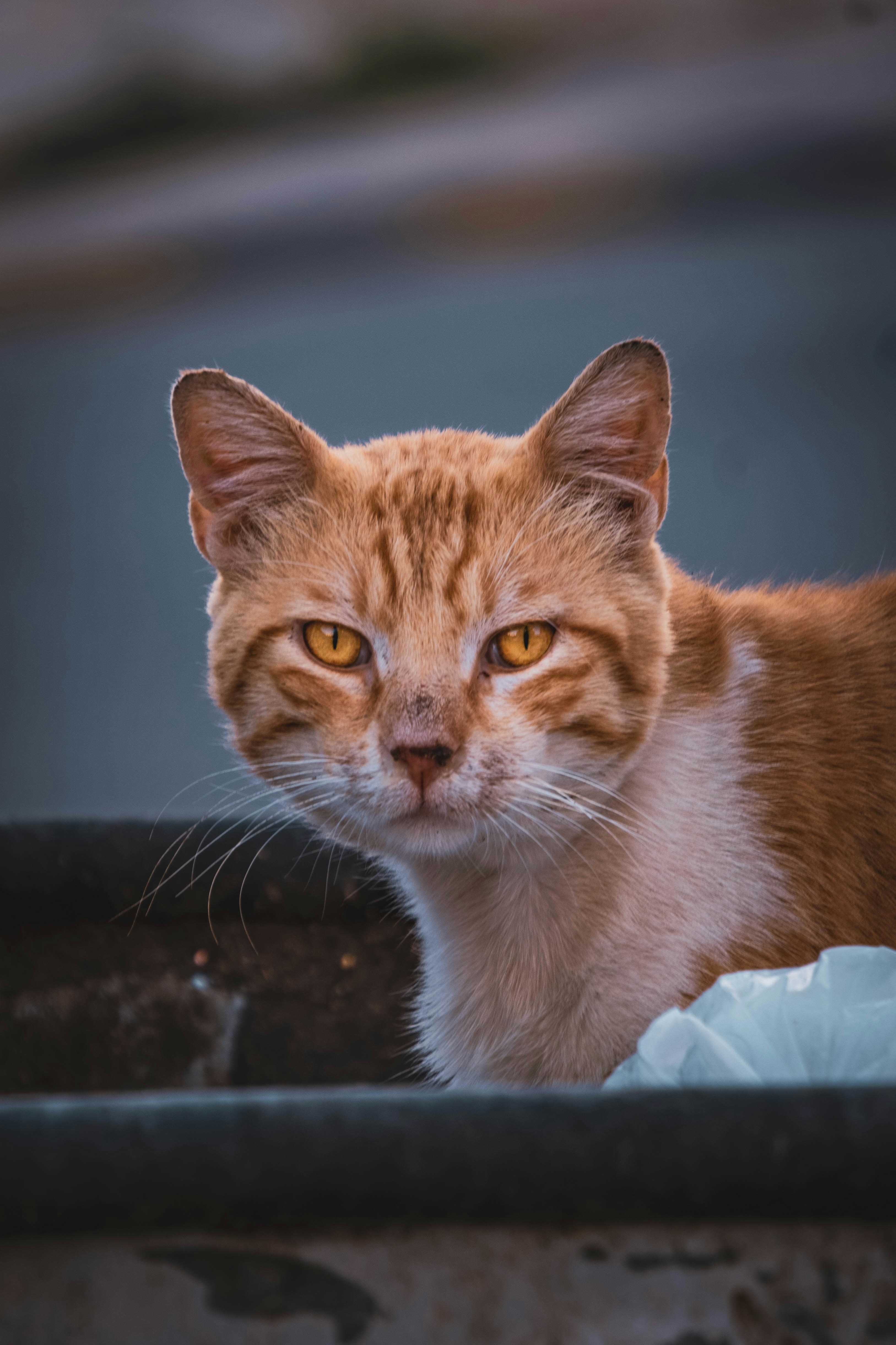 Photo by catsinamman