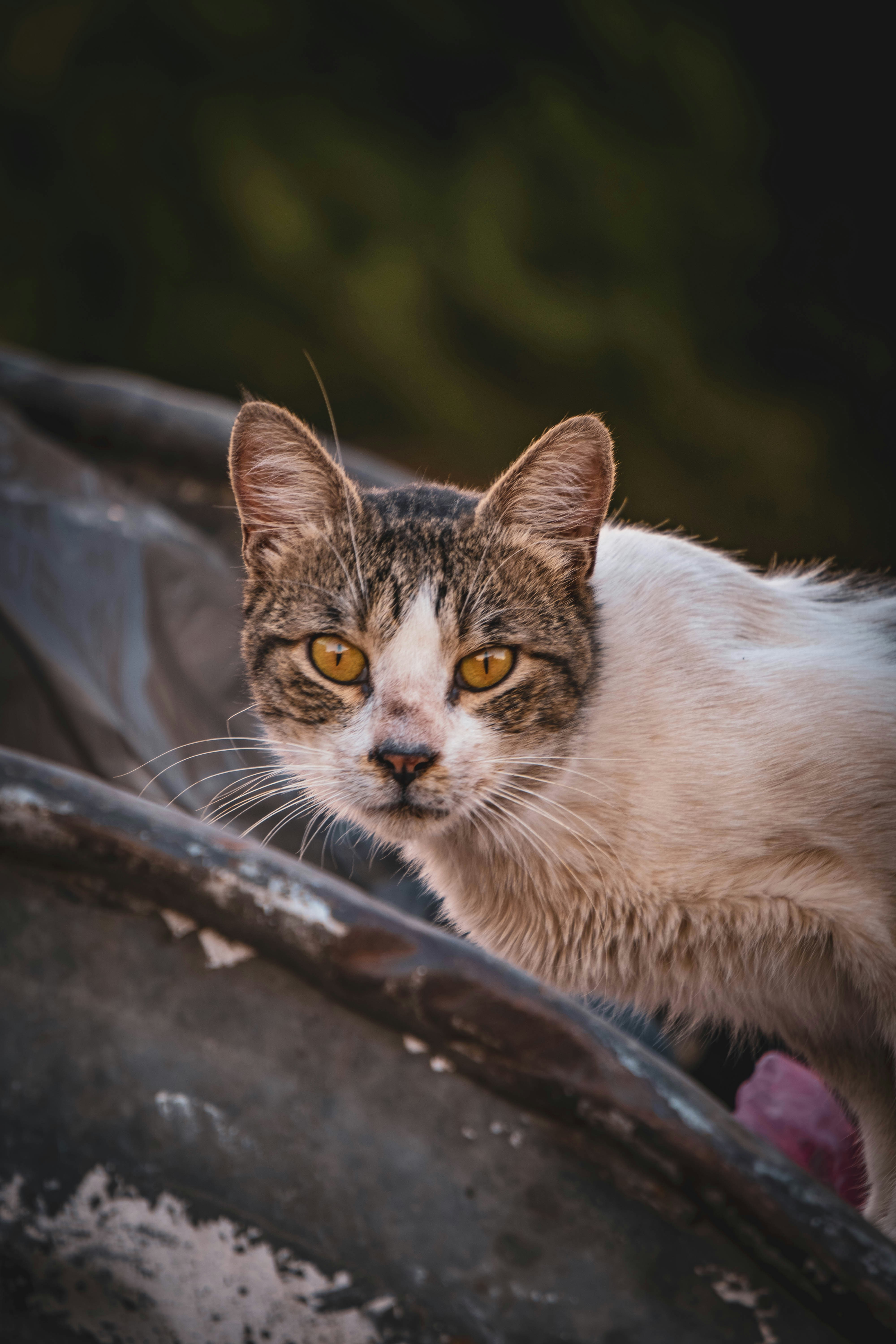 Photo by catsinamman