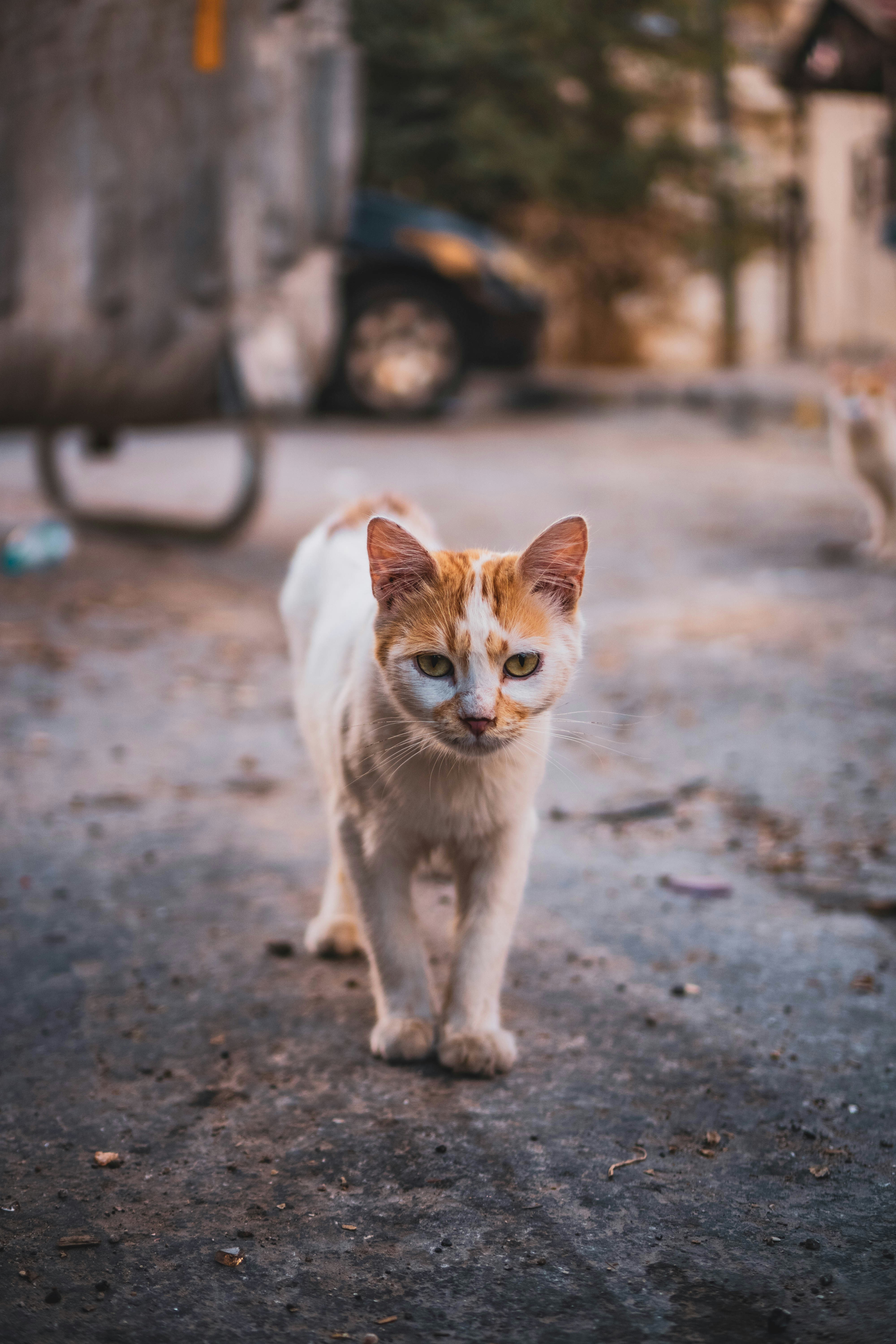 Photo by catsinamman