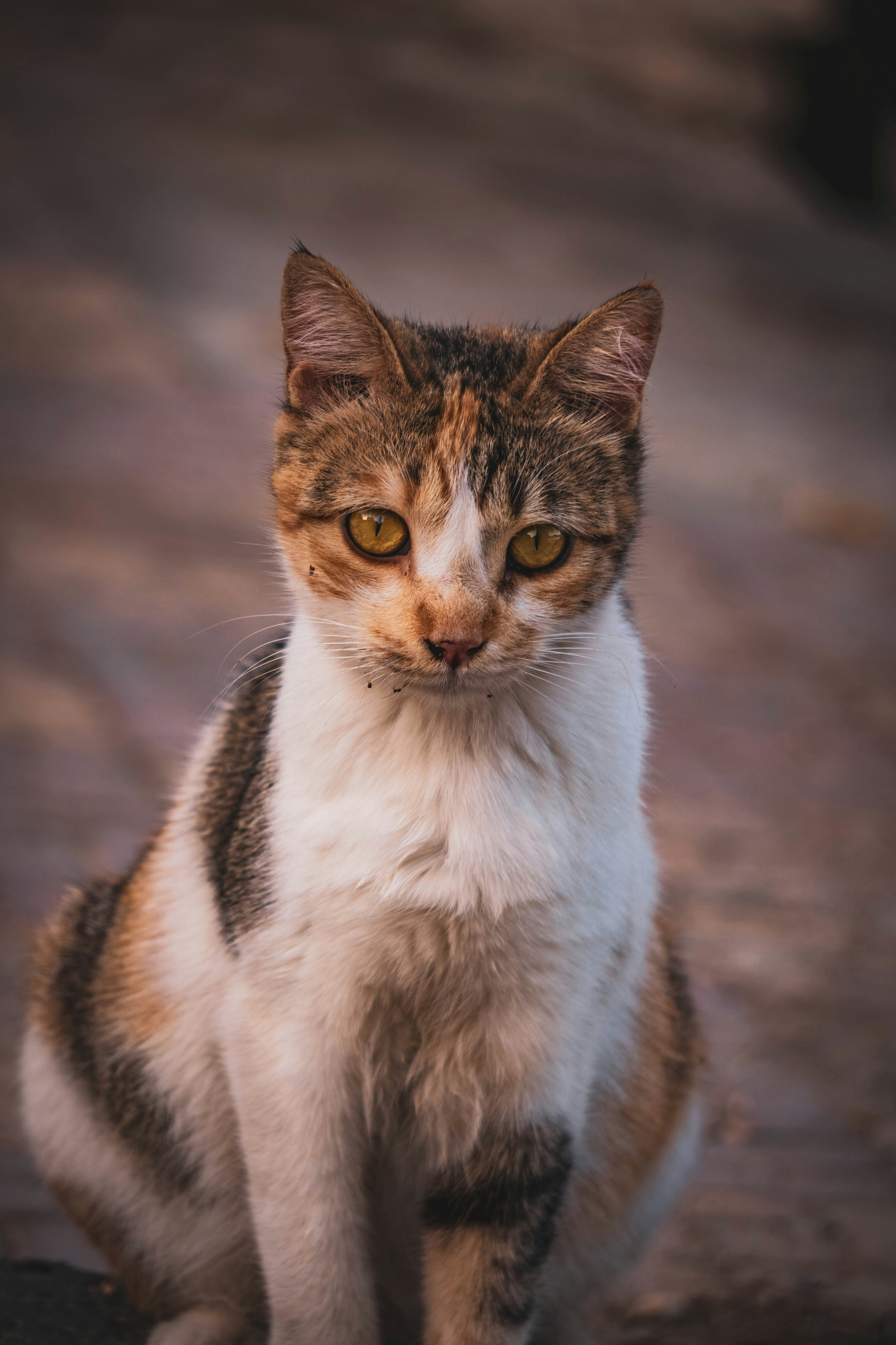 Photo by catsinamman