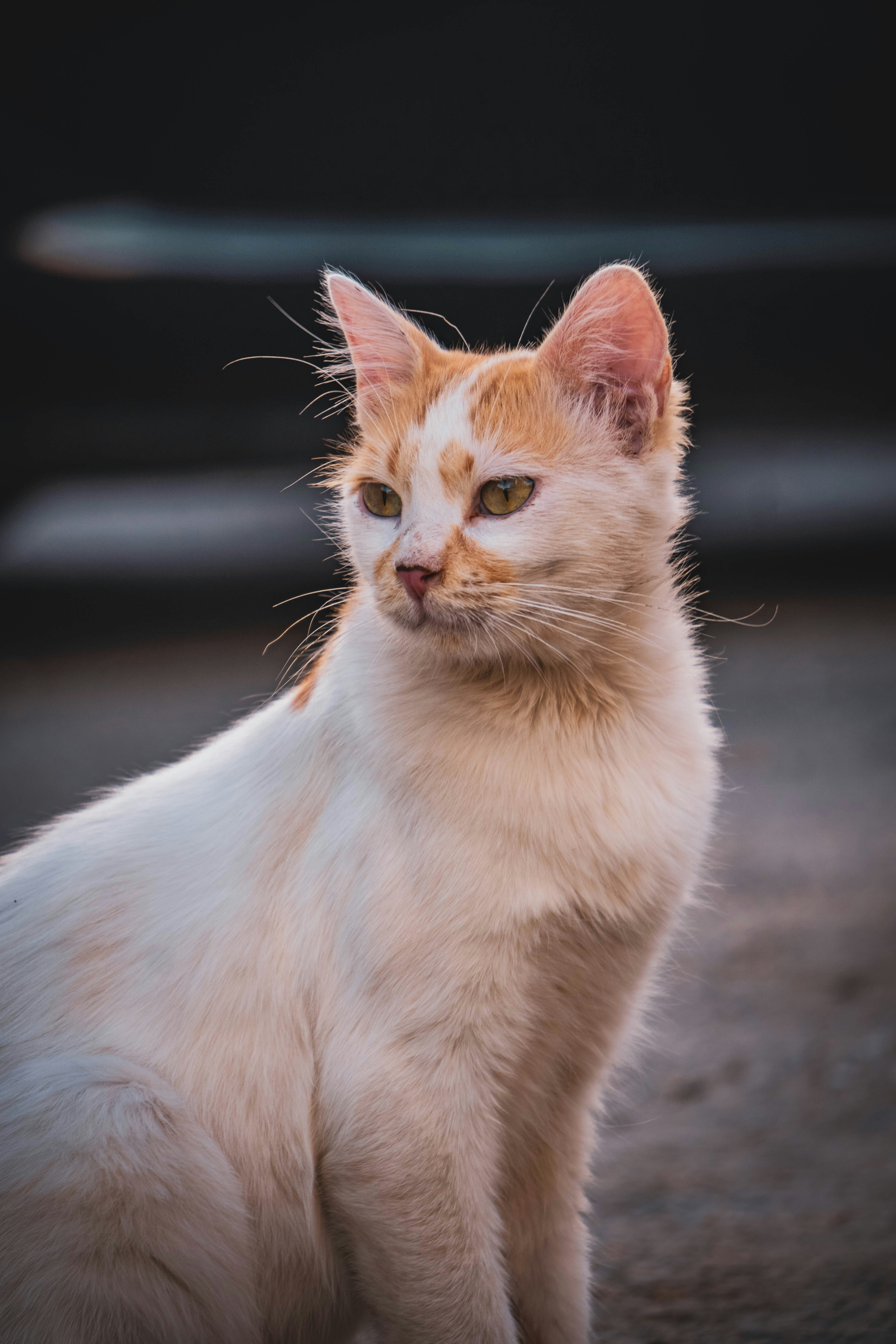 Photo by catsinamman