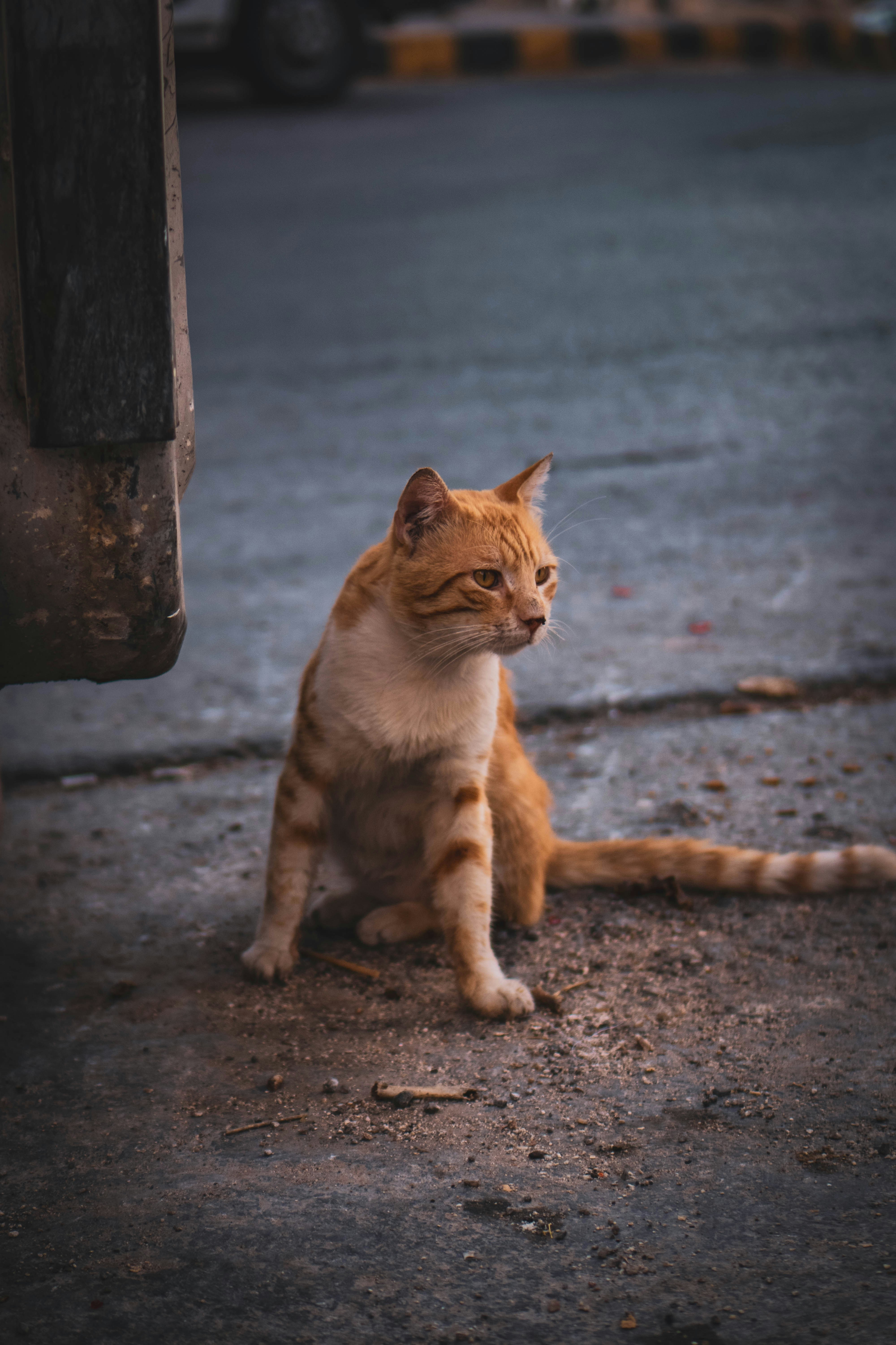 Photo by catsinamman