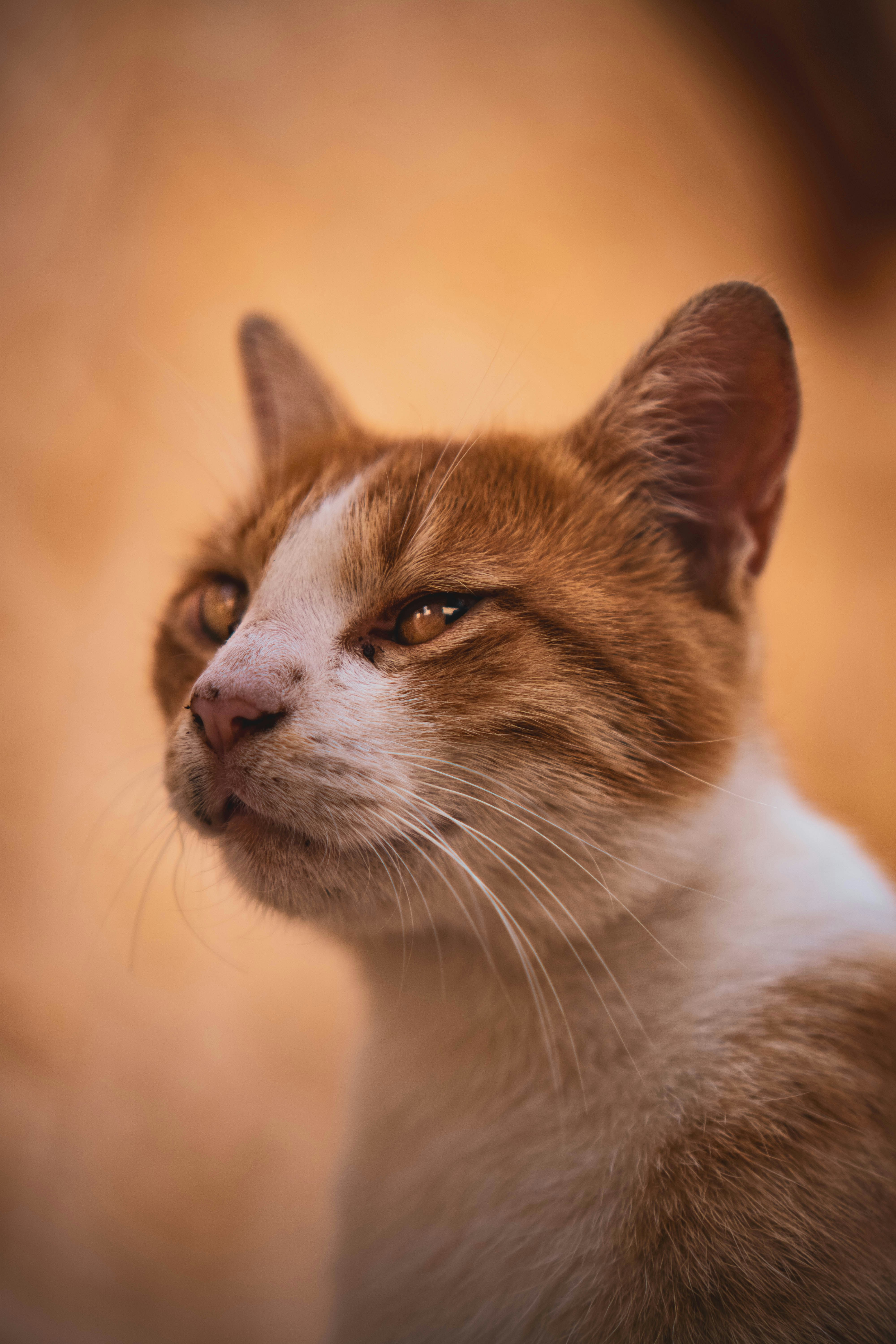 Photo by catsinamman
