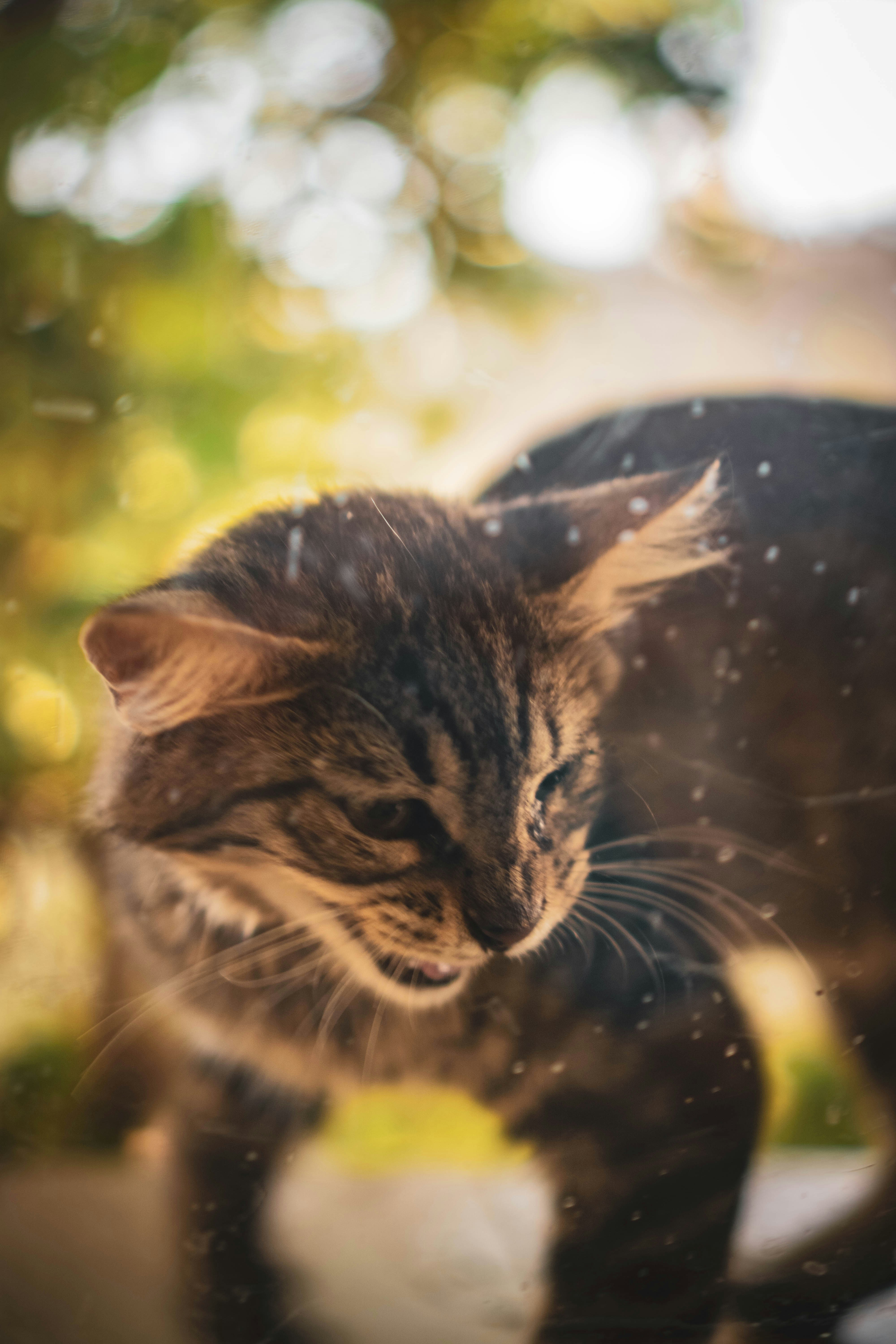 Photo by catsinamman