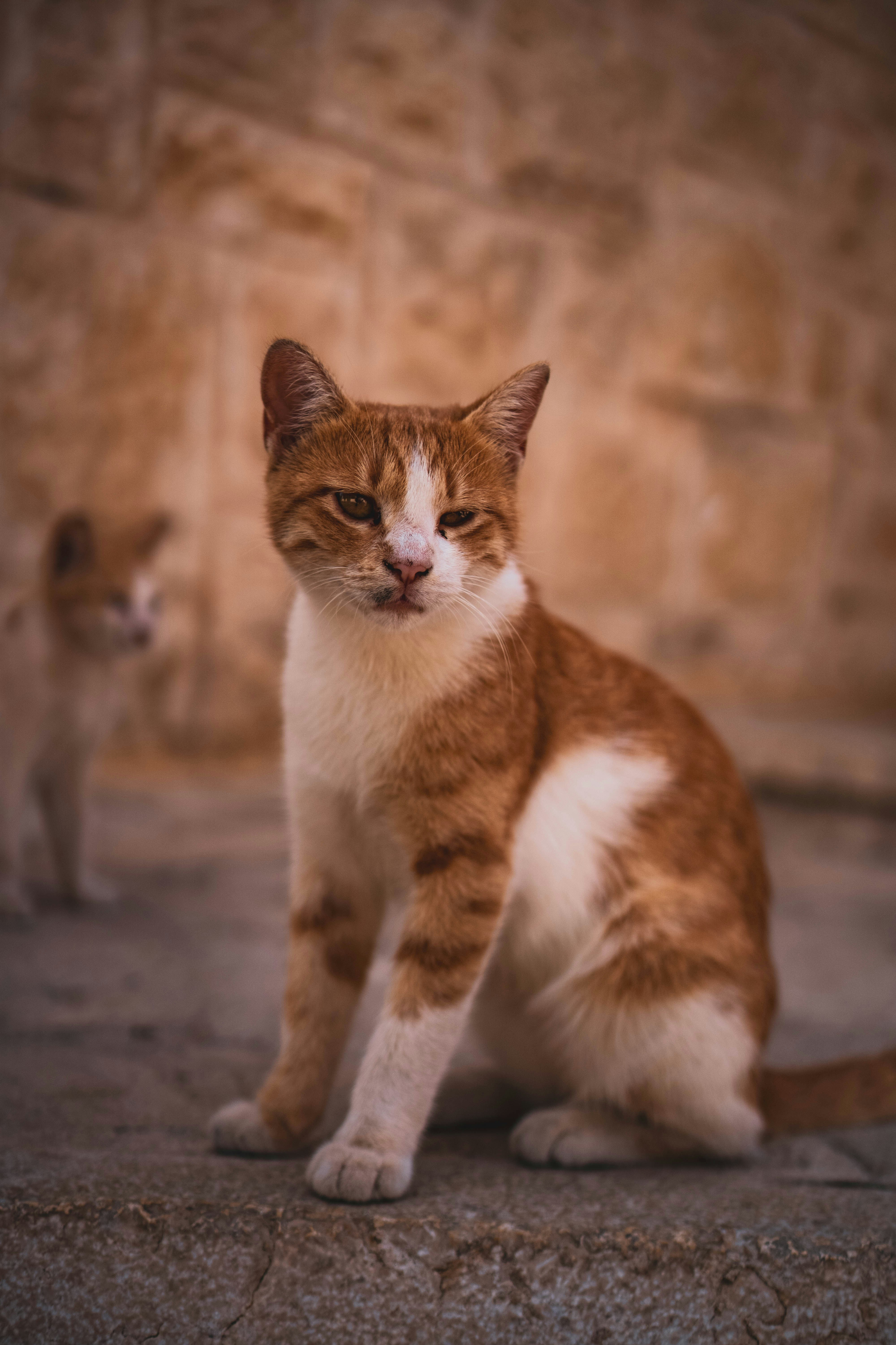 Photo by catsinamman