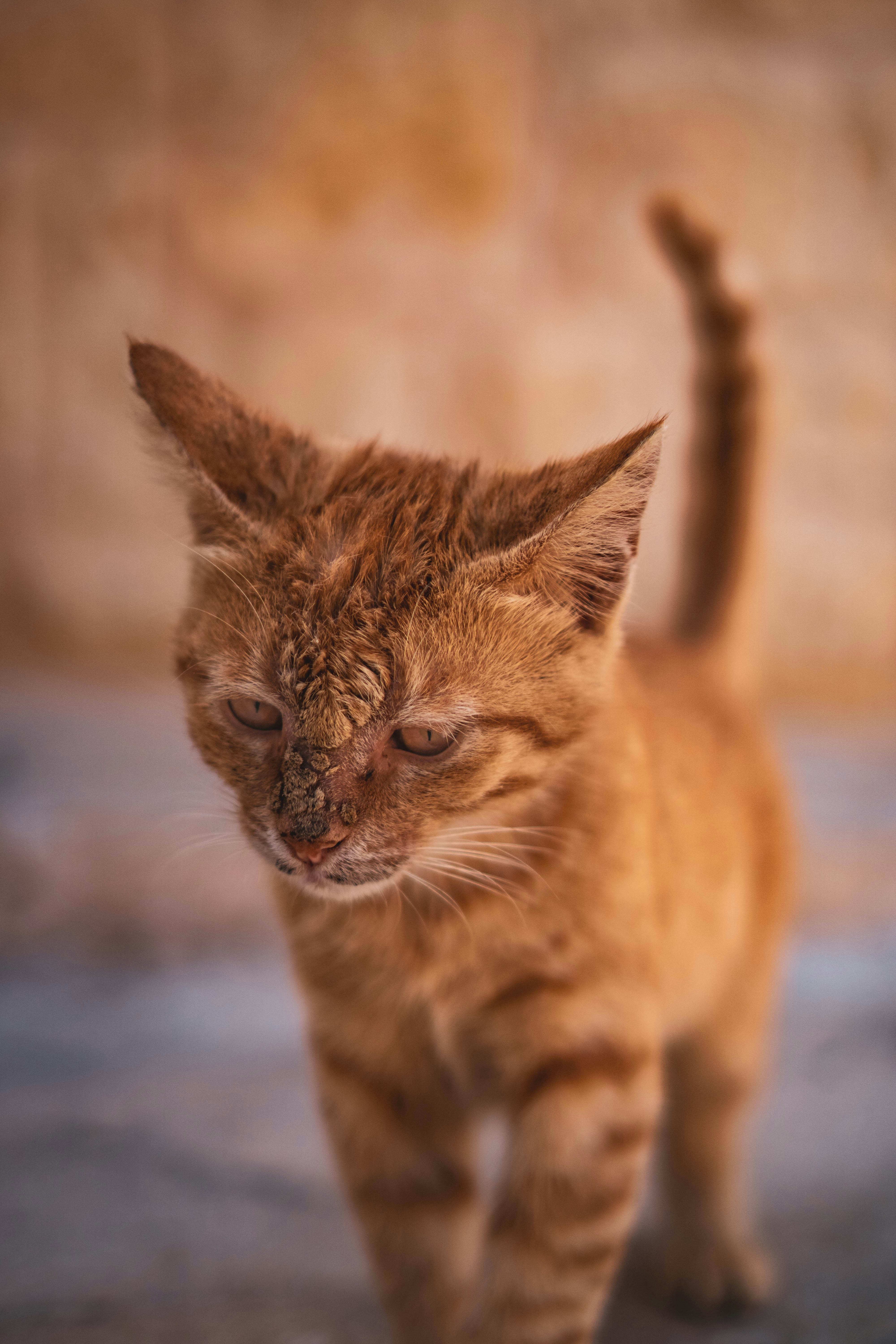 Photo by catsinamman