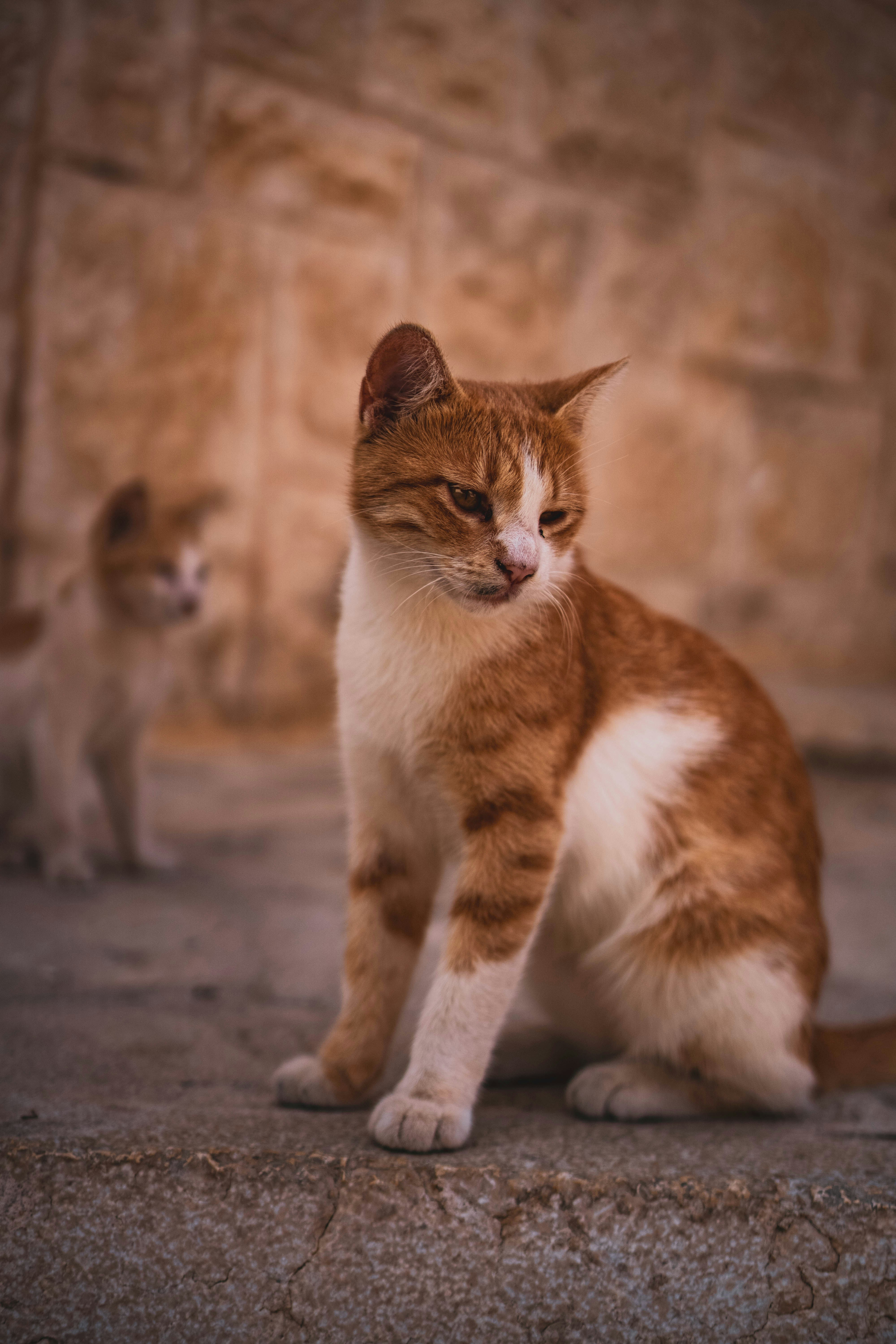 Photo by catsinamman