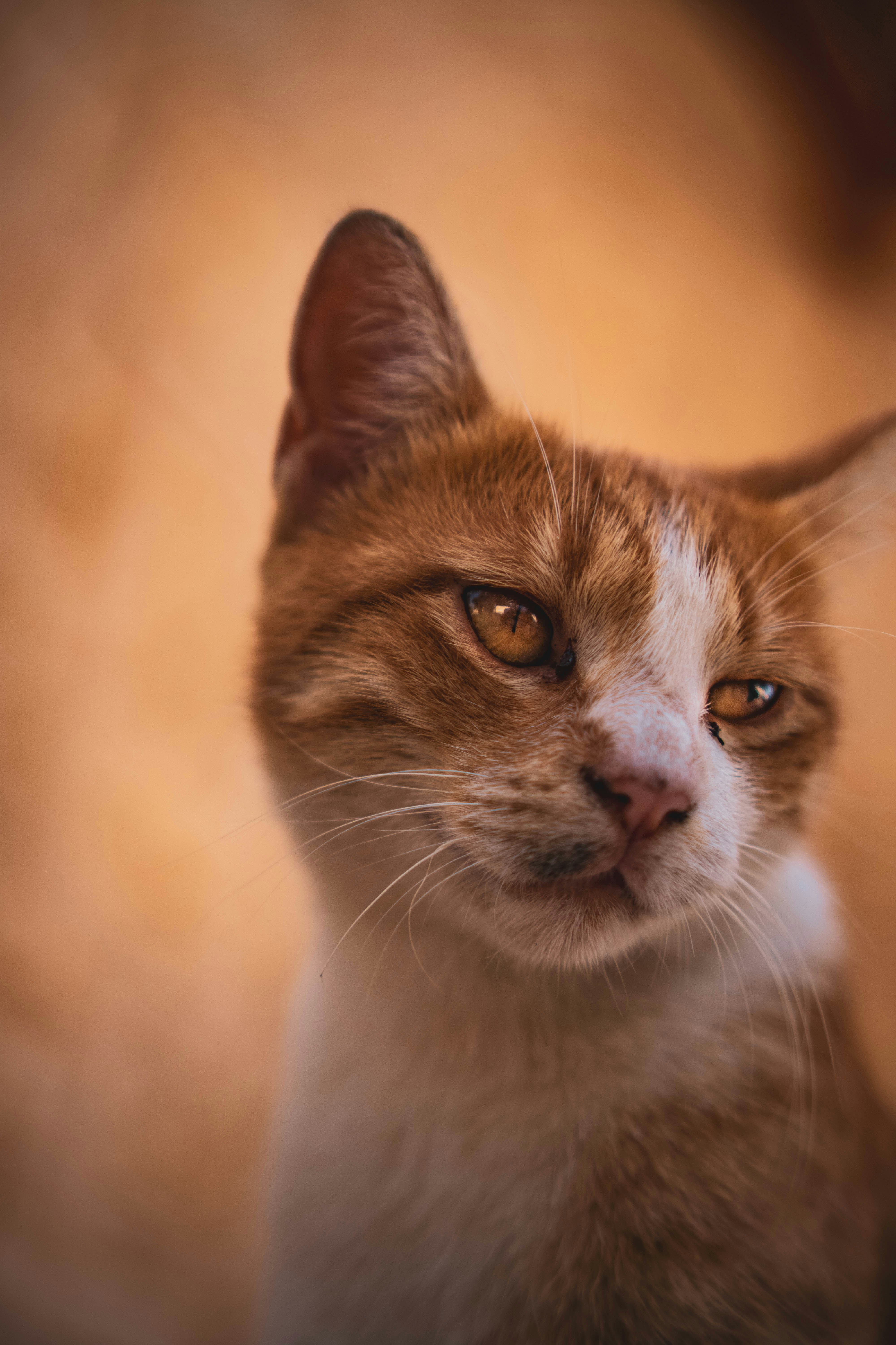 Photo by catsinamman