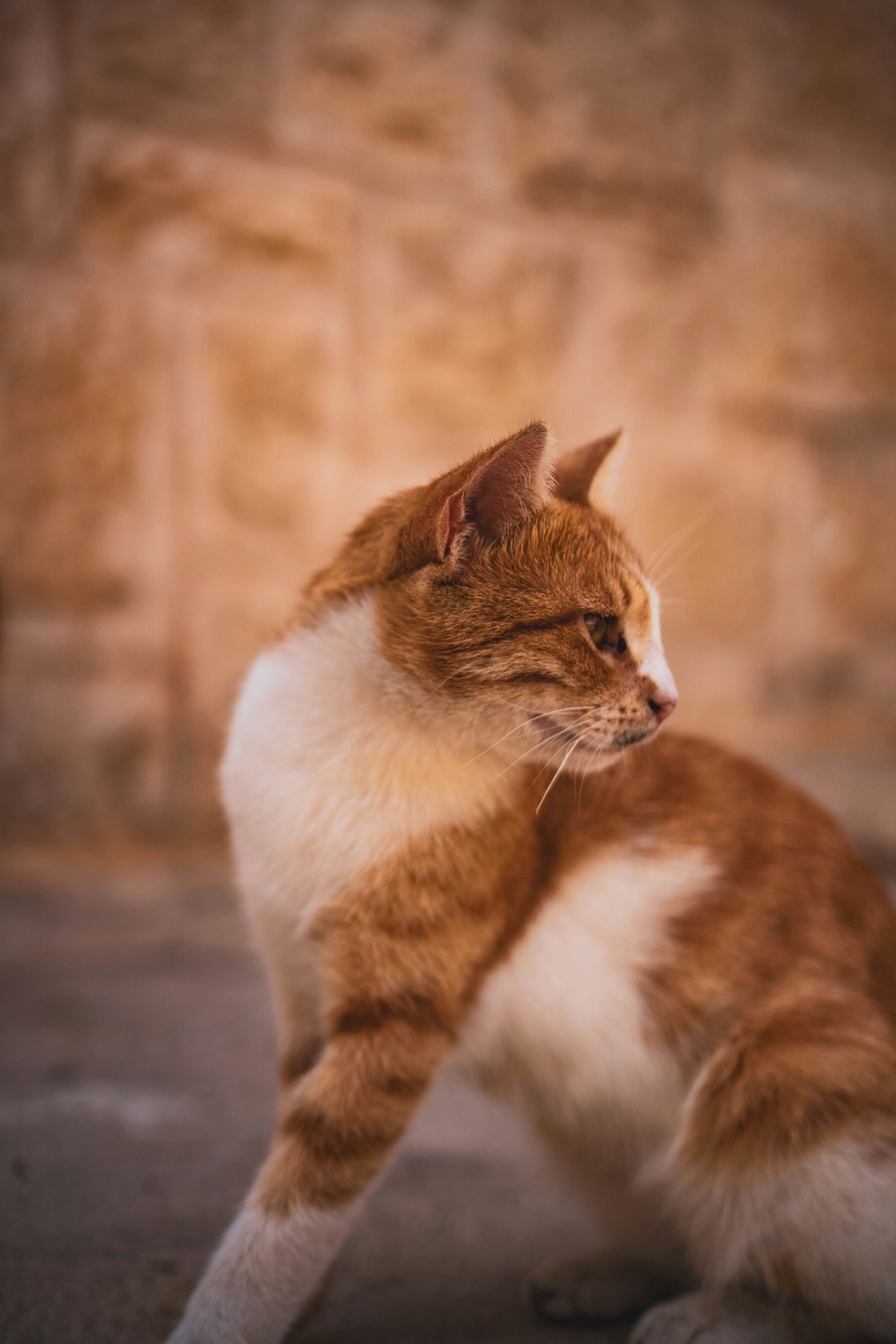 Photo by catsinamman