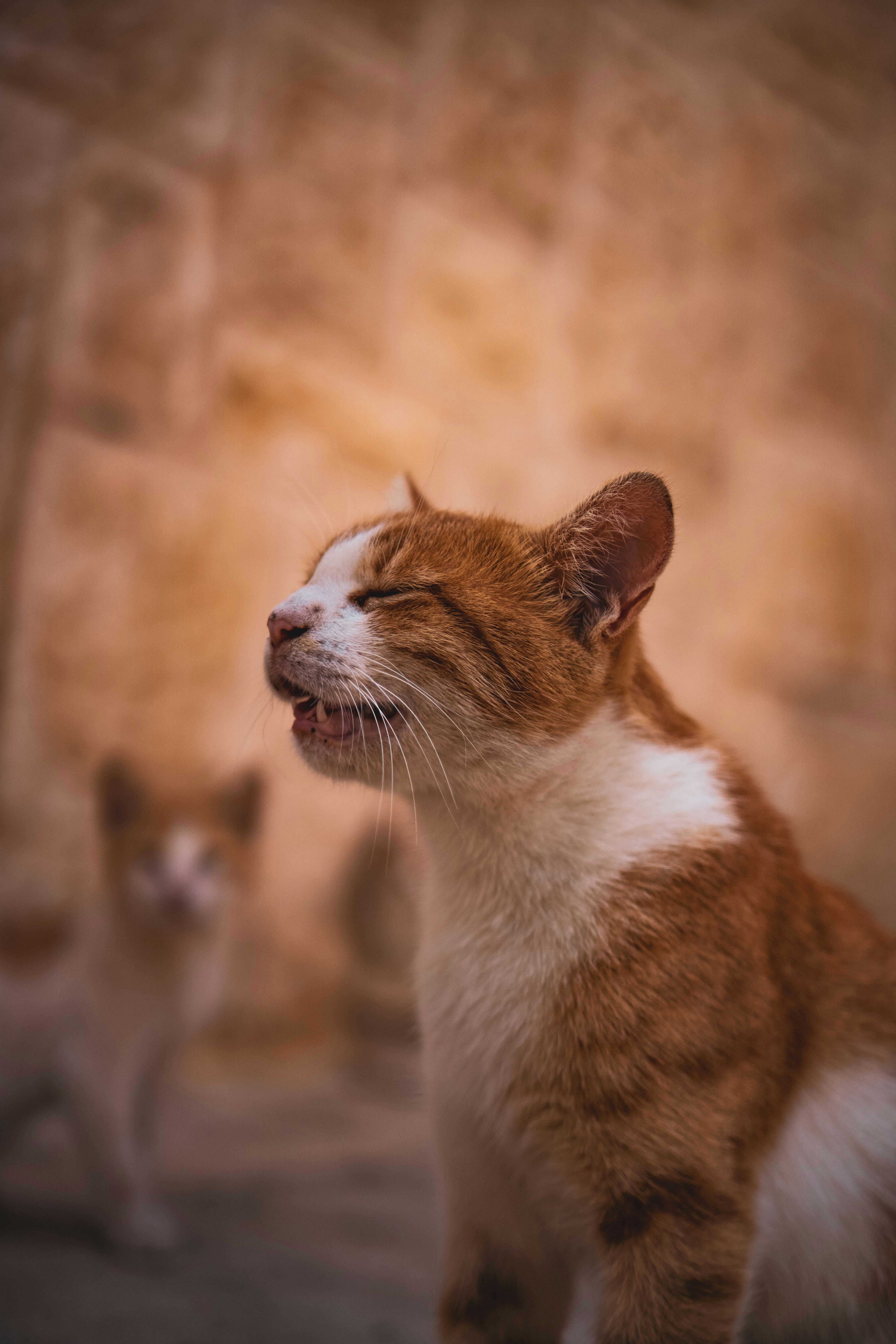 Photo by catsinamman