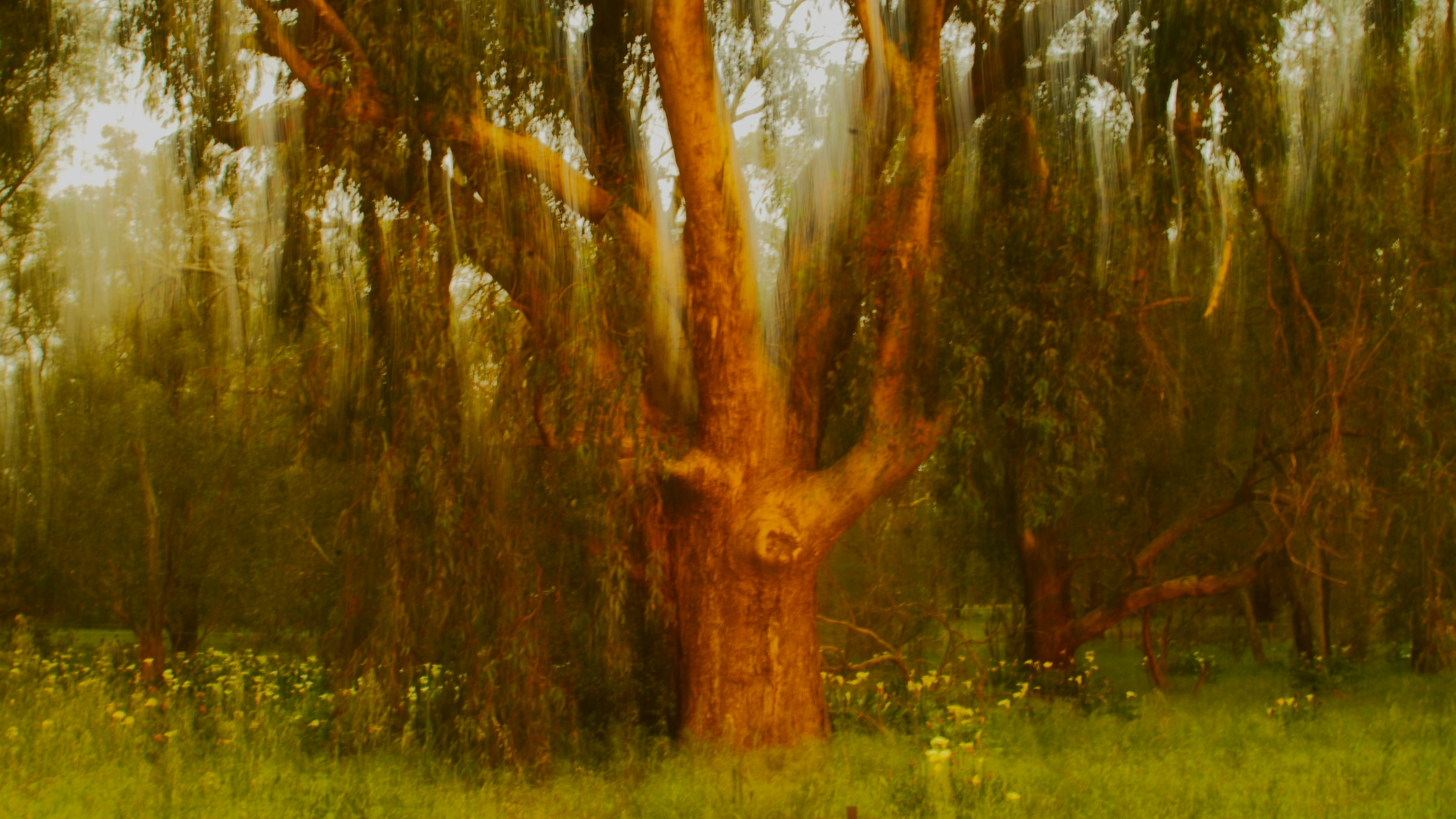 A painting of a tree in the middle of a field