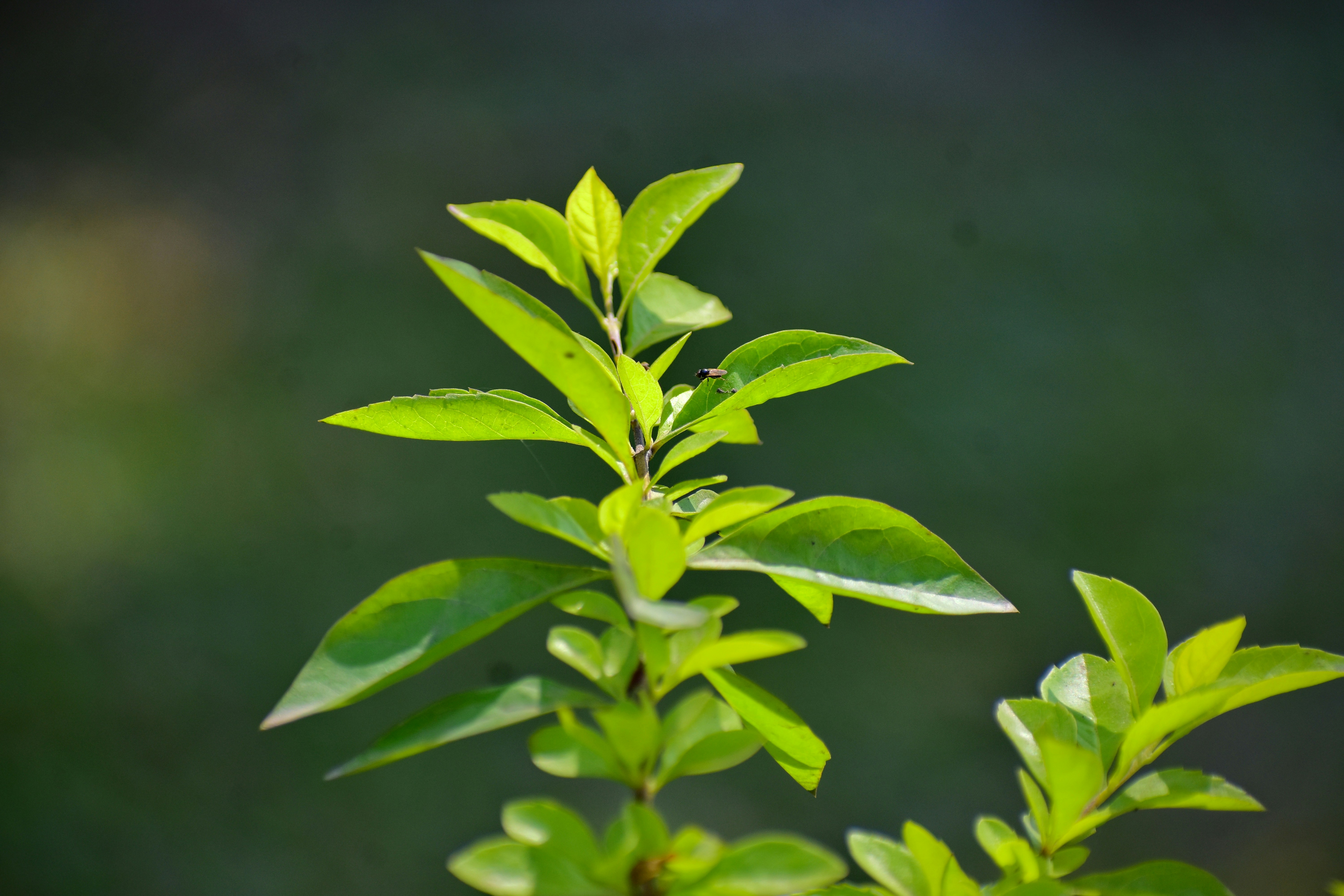 Photo by anindamintu