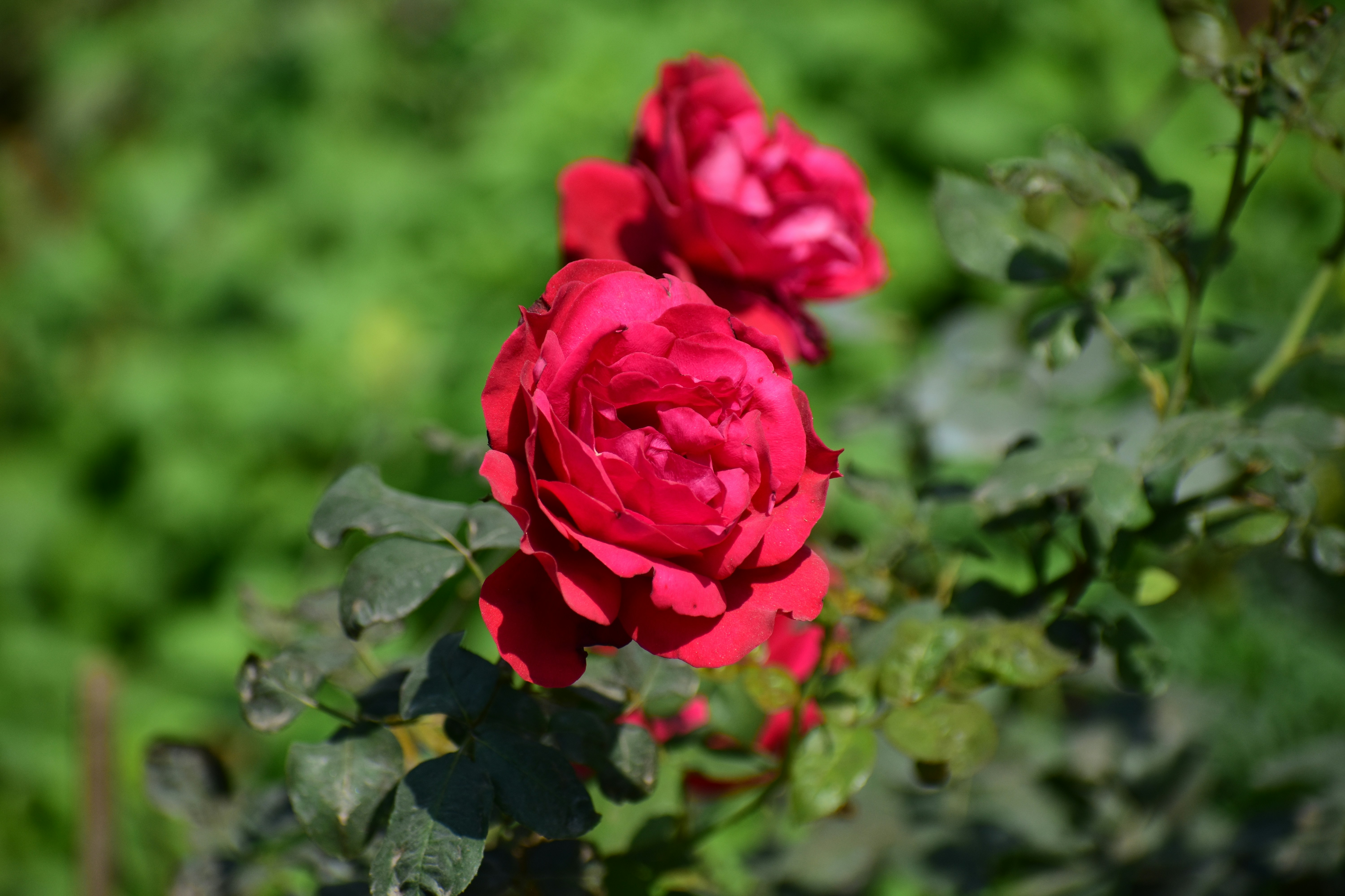 Photo by anindamintu