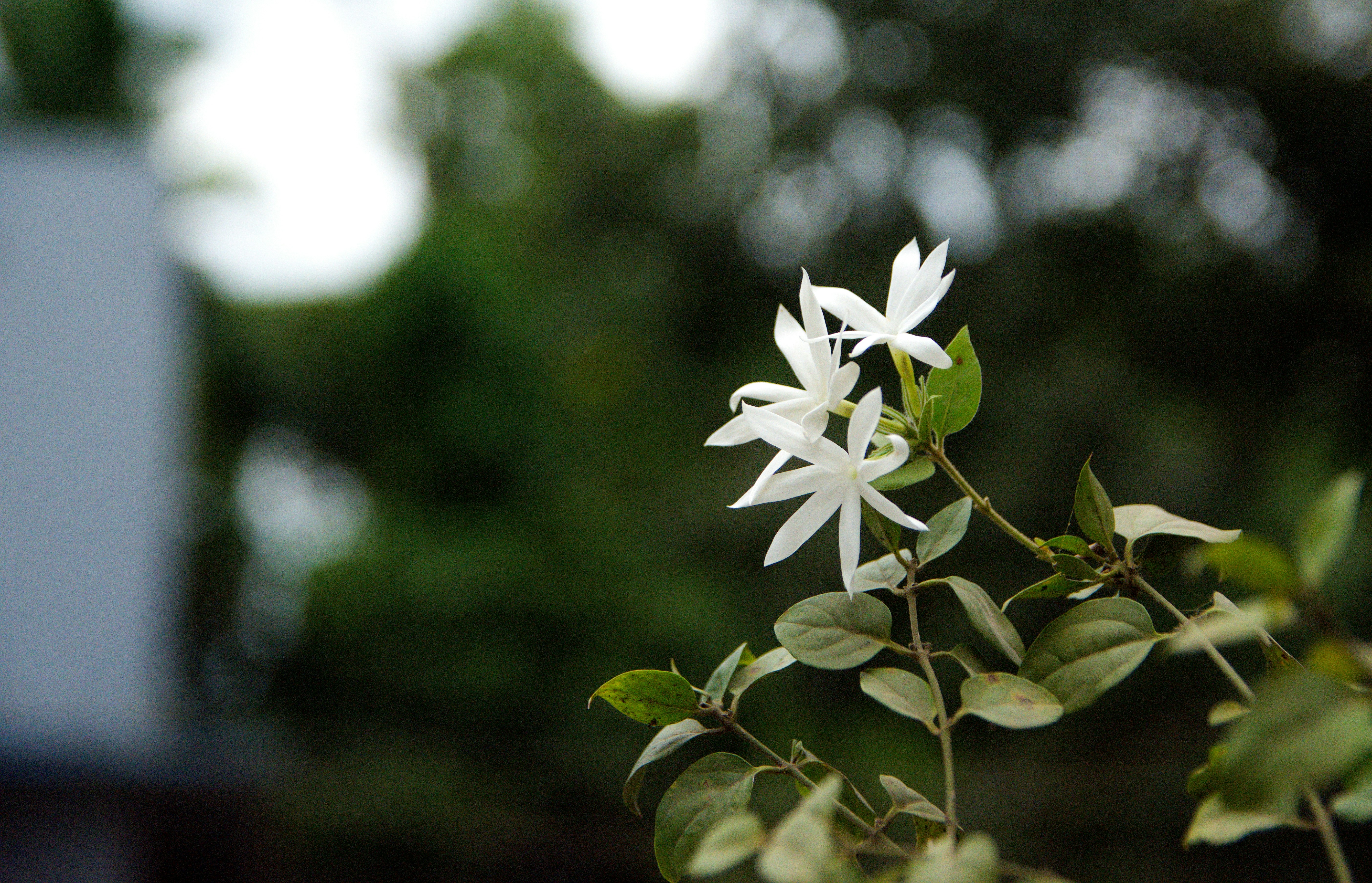 Photo by anindamintu