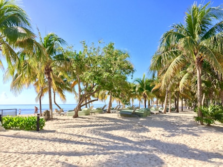 A sandy beach with palm trees and the ocean in the background