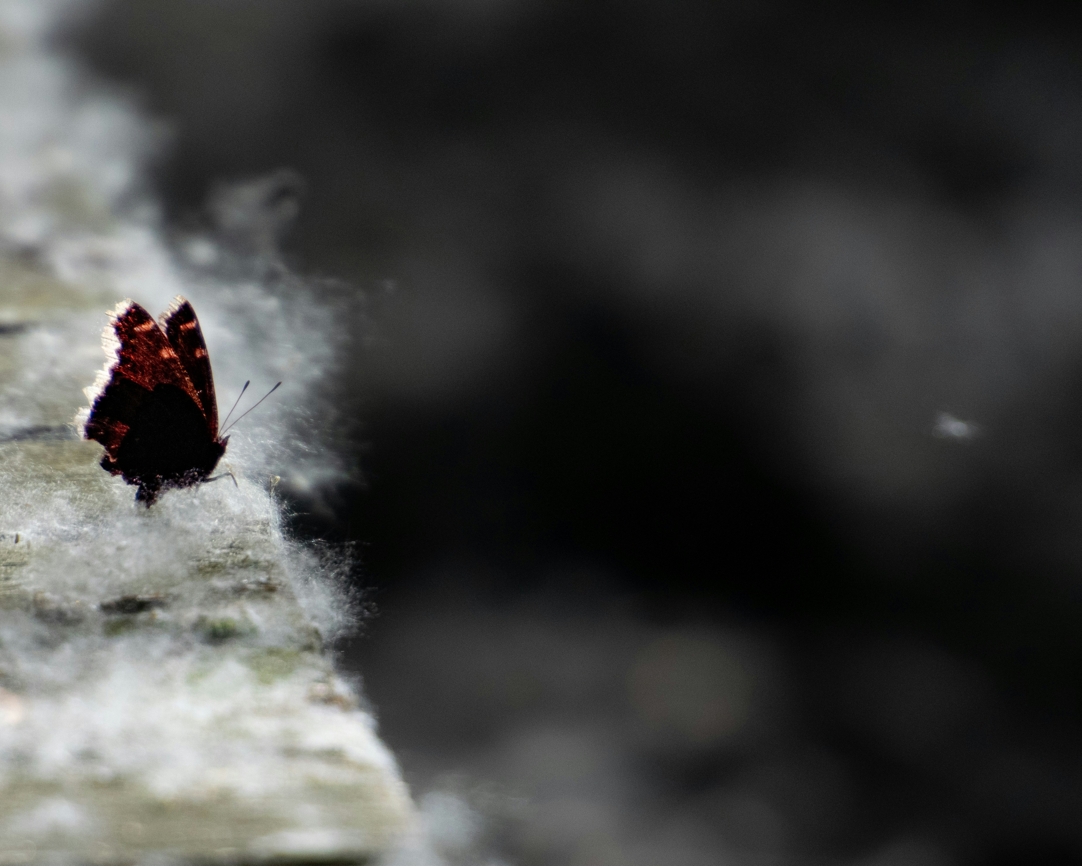 Photo by lomiggautier