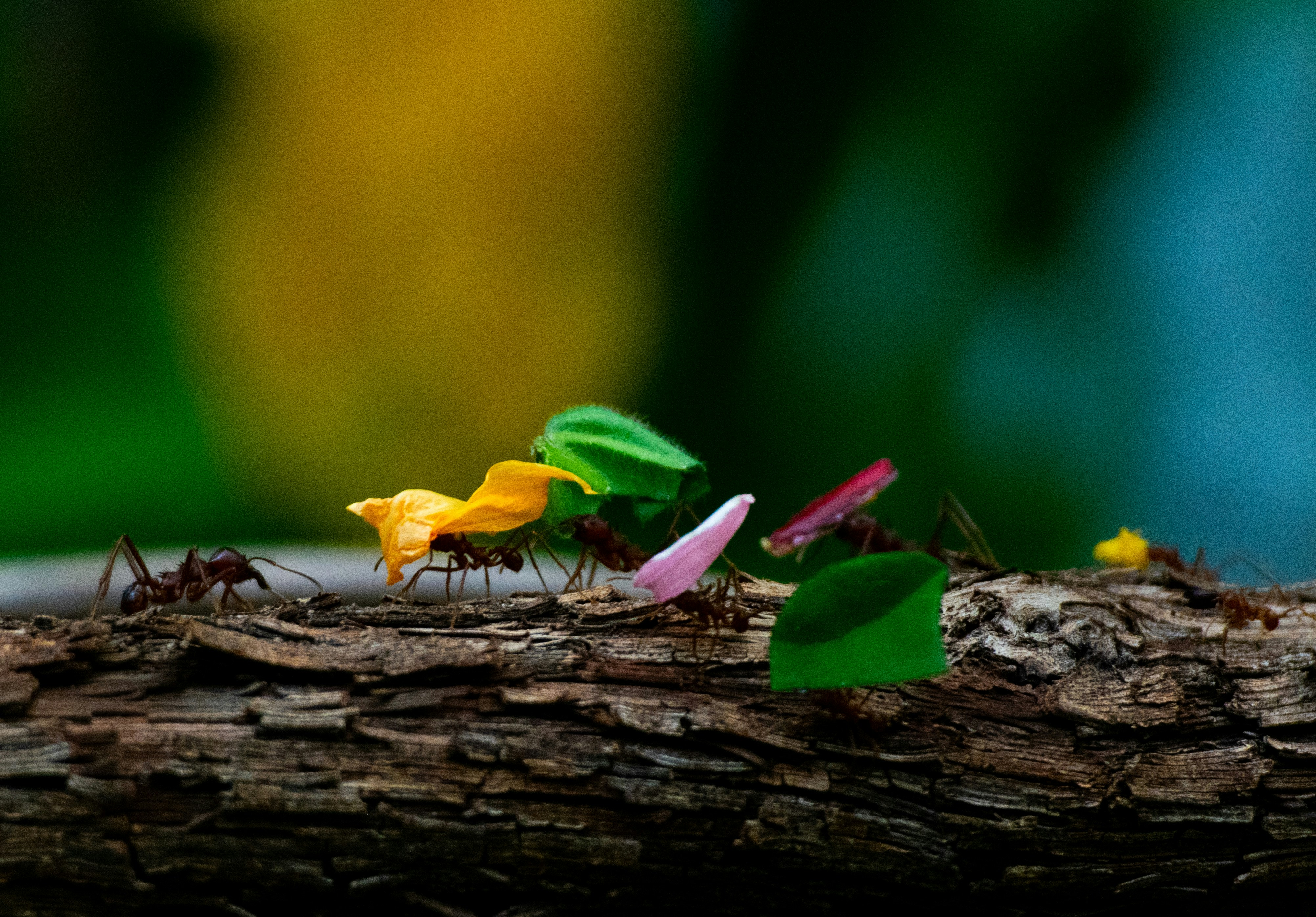 Photo by lomiggautier