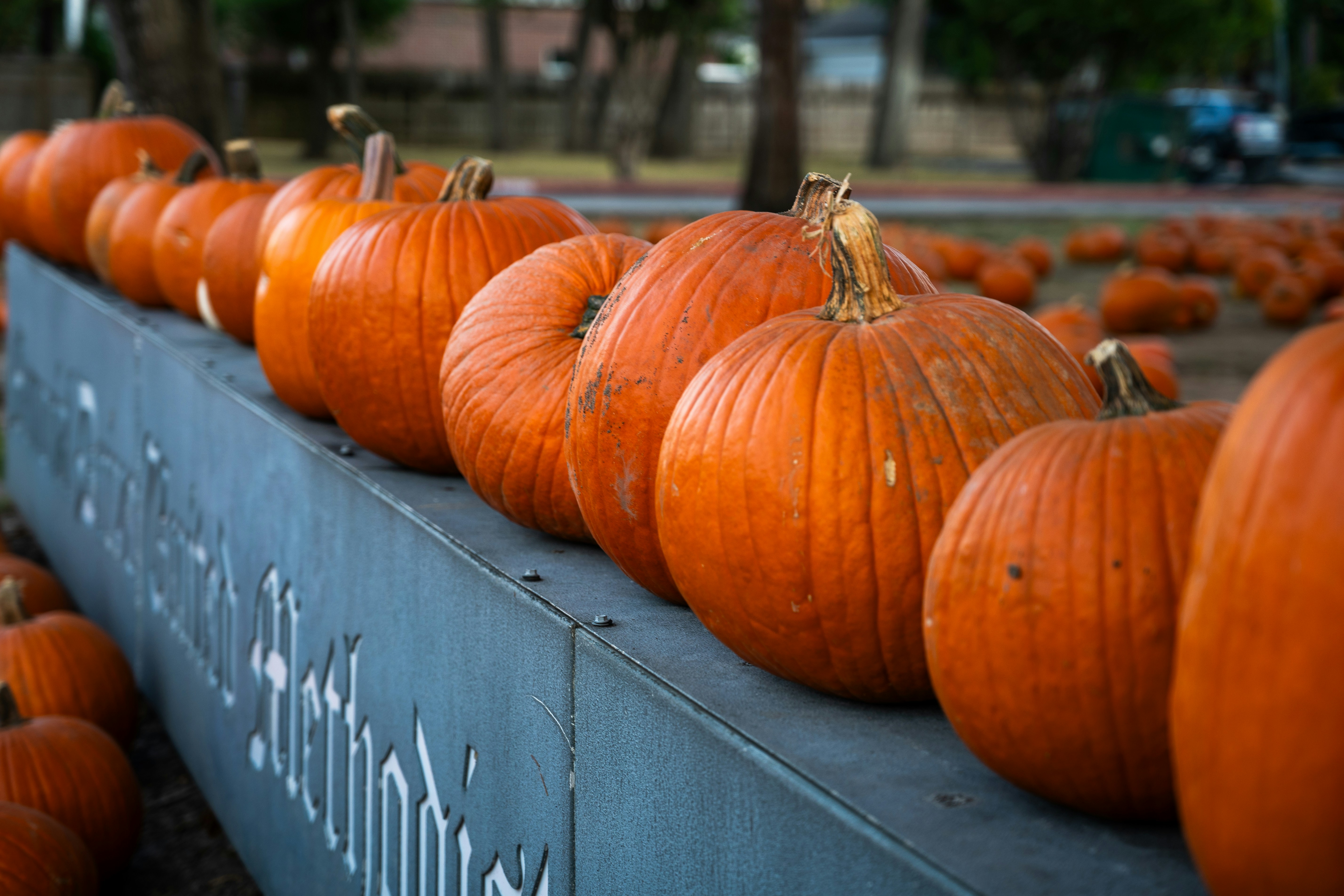 A row of pumpkins sitting on top of a metal fence, 