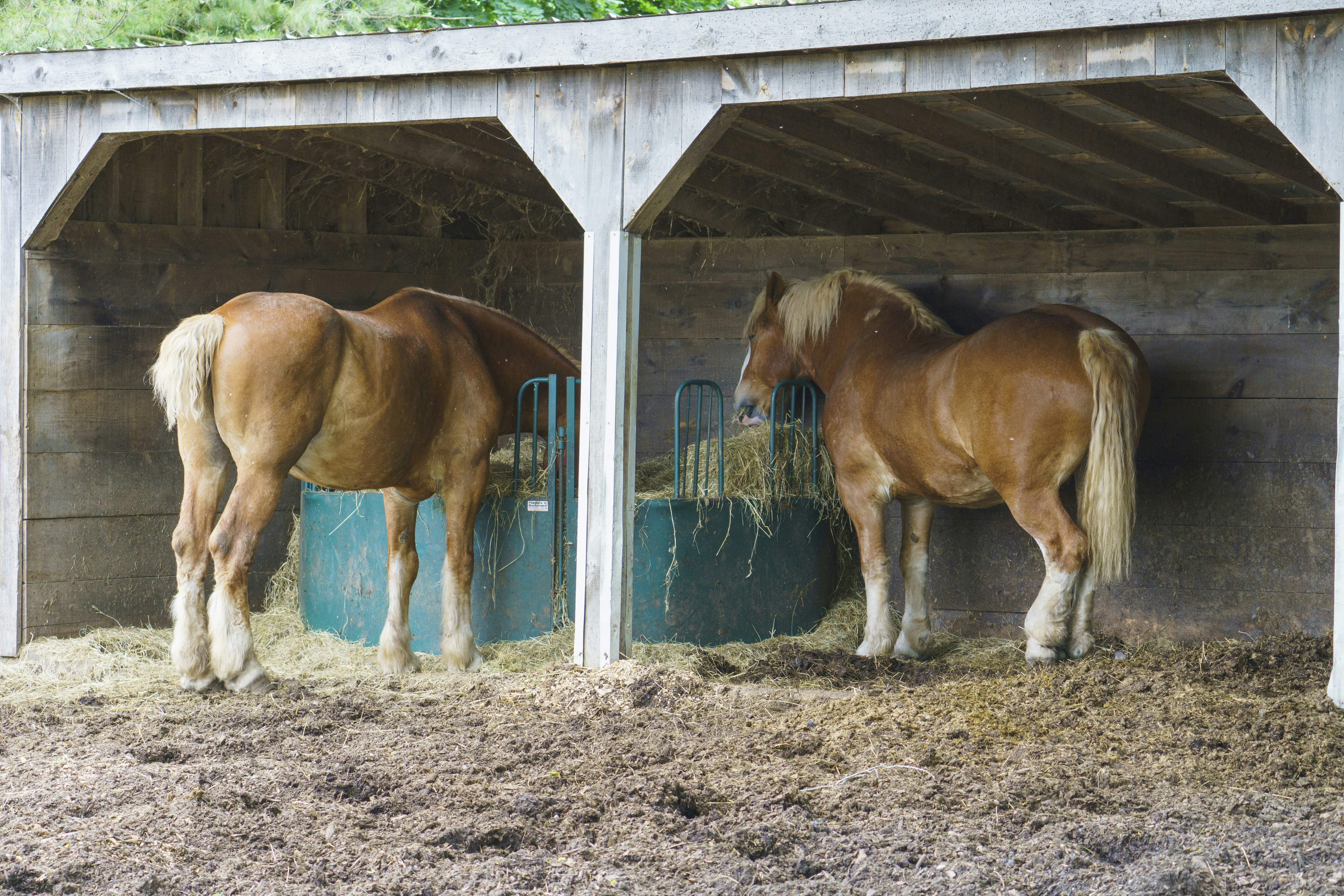 Three-sided run-in shed for horses