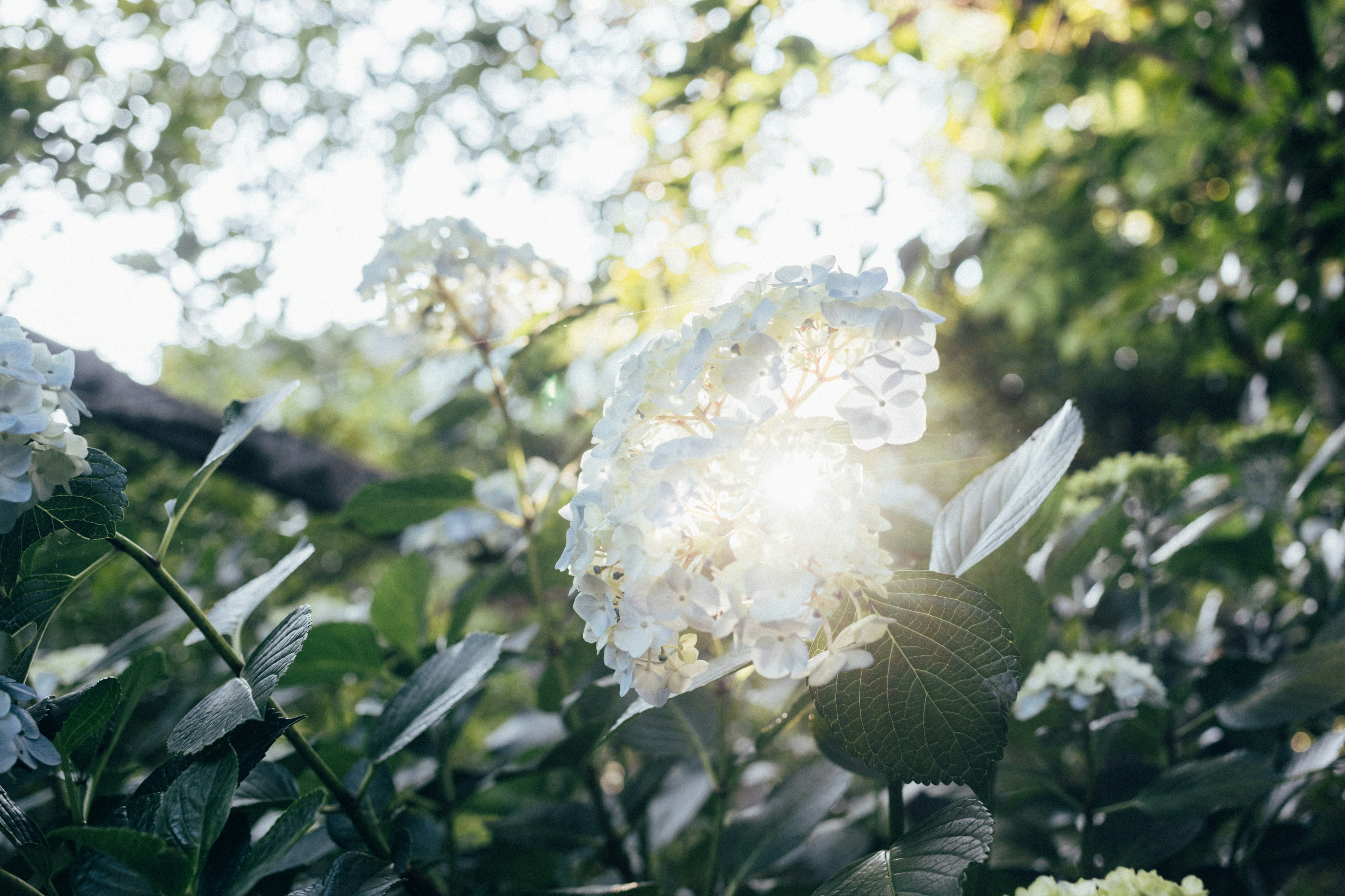 Photo by tsuyoshikozu