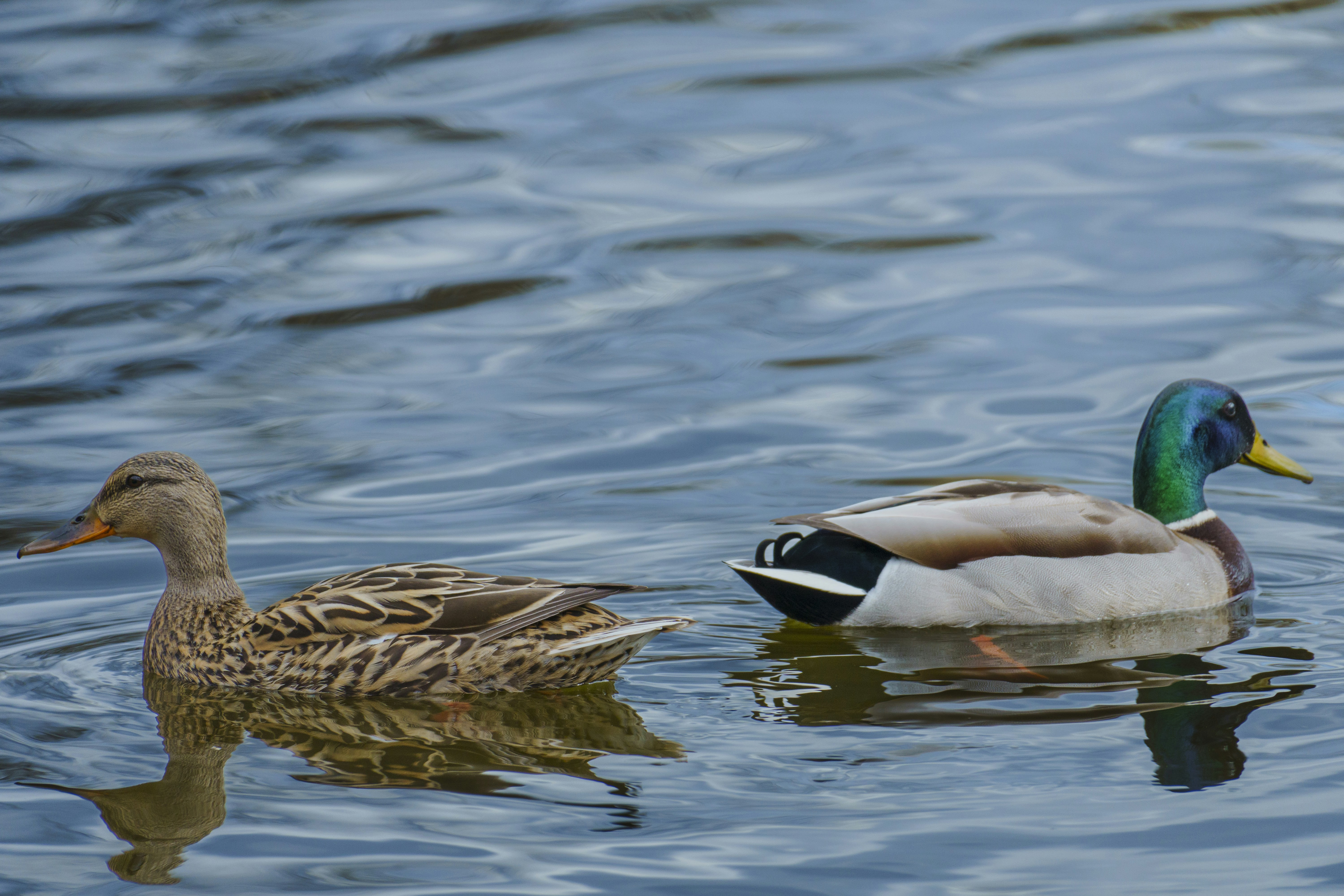Photo by maheshkkreddy