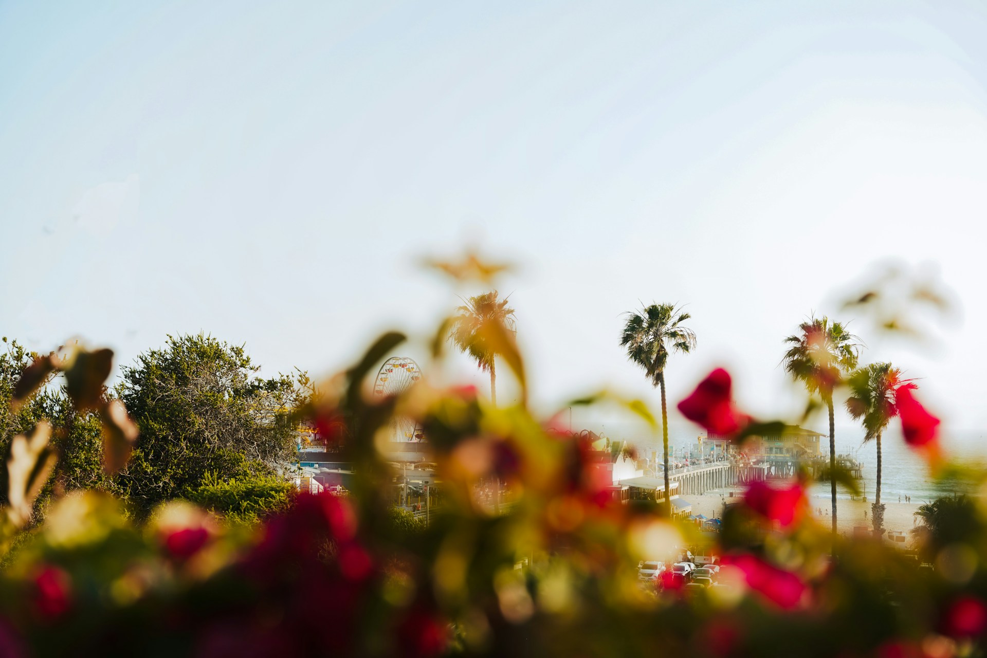 A blurry photo of a field of flowers