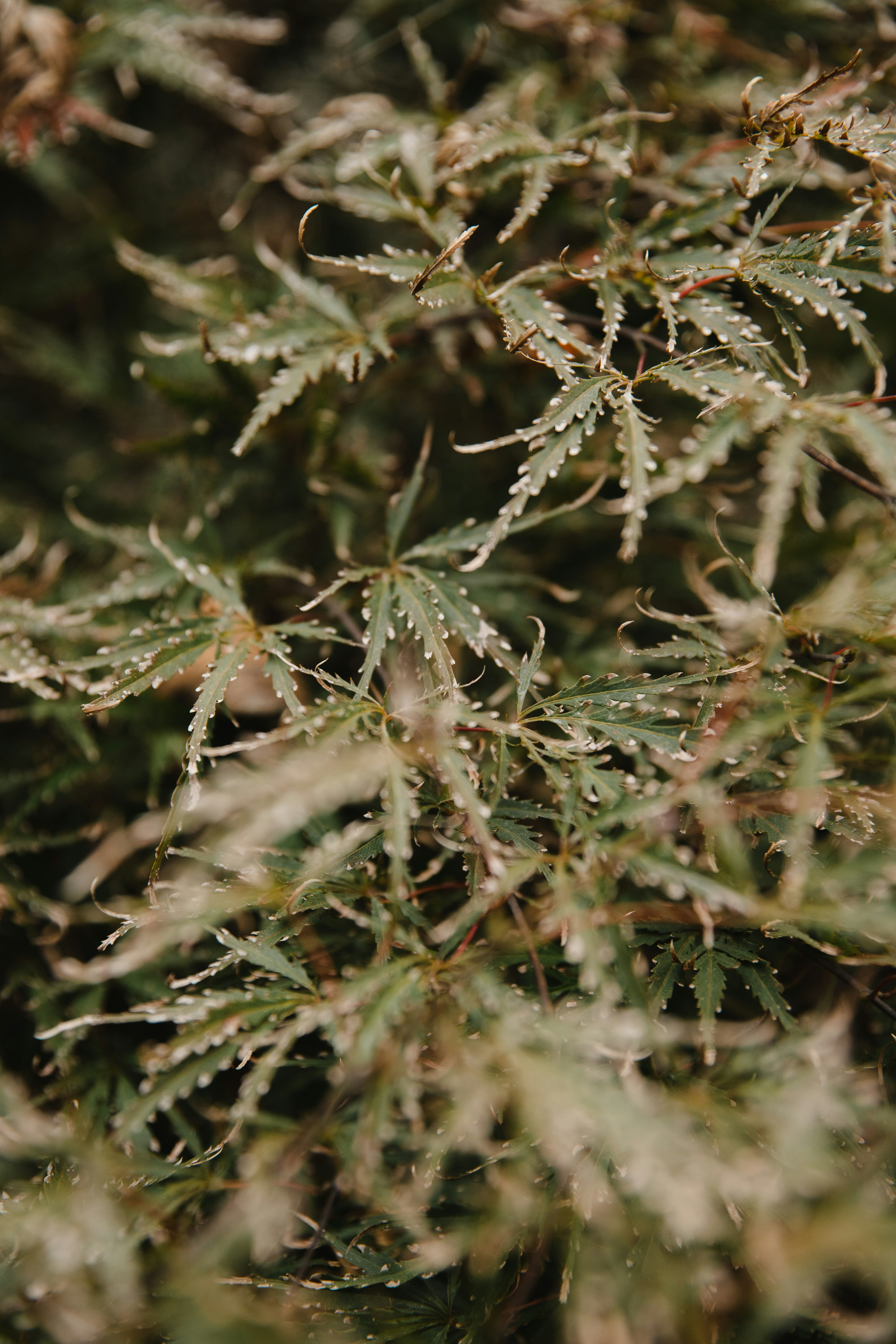 A close up of a plant with drops of water on it