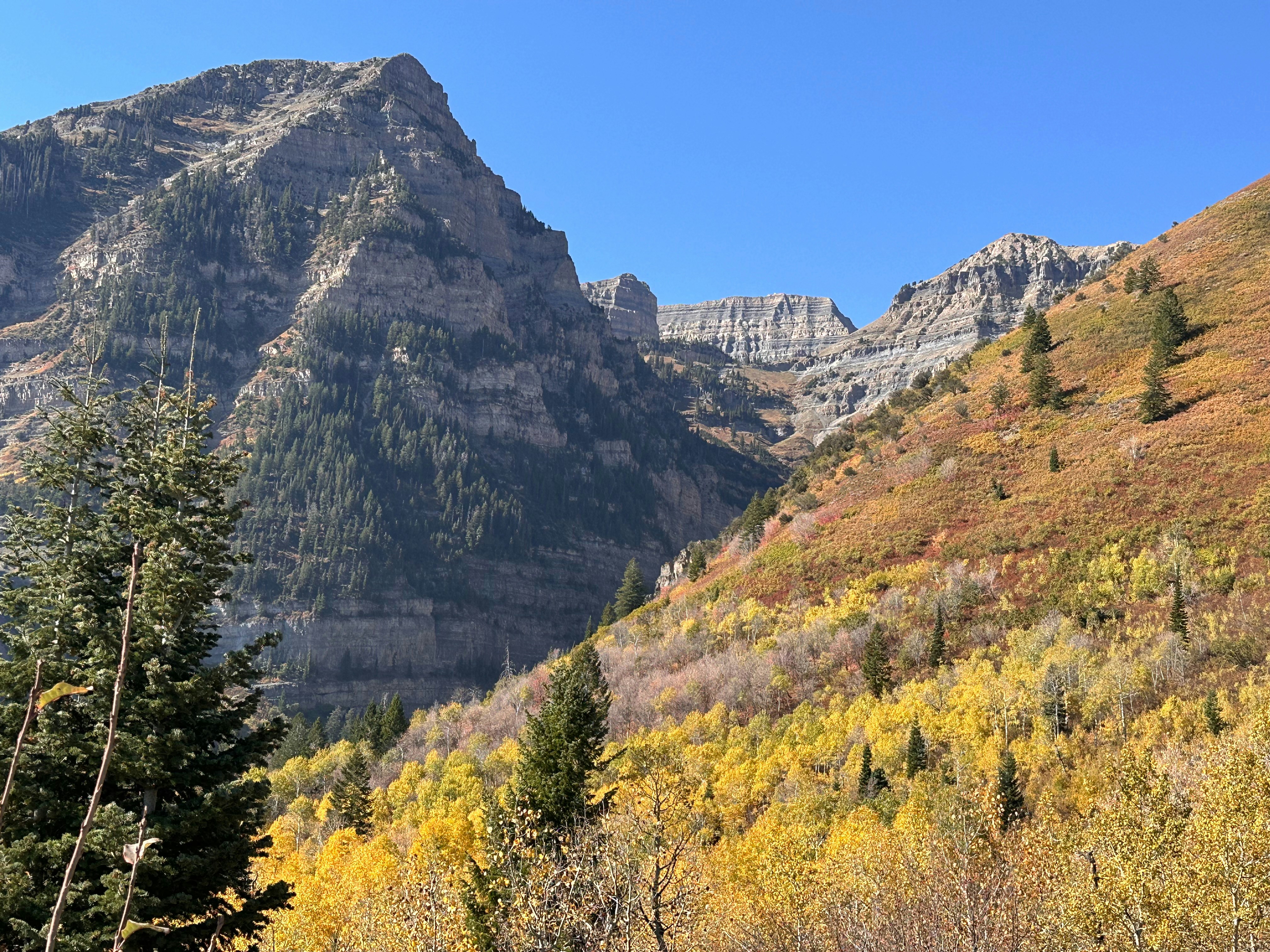 前景に木々が連なる山脈の風景