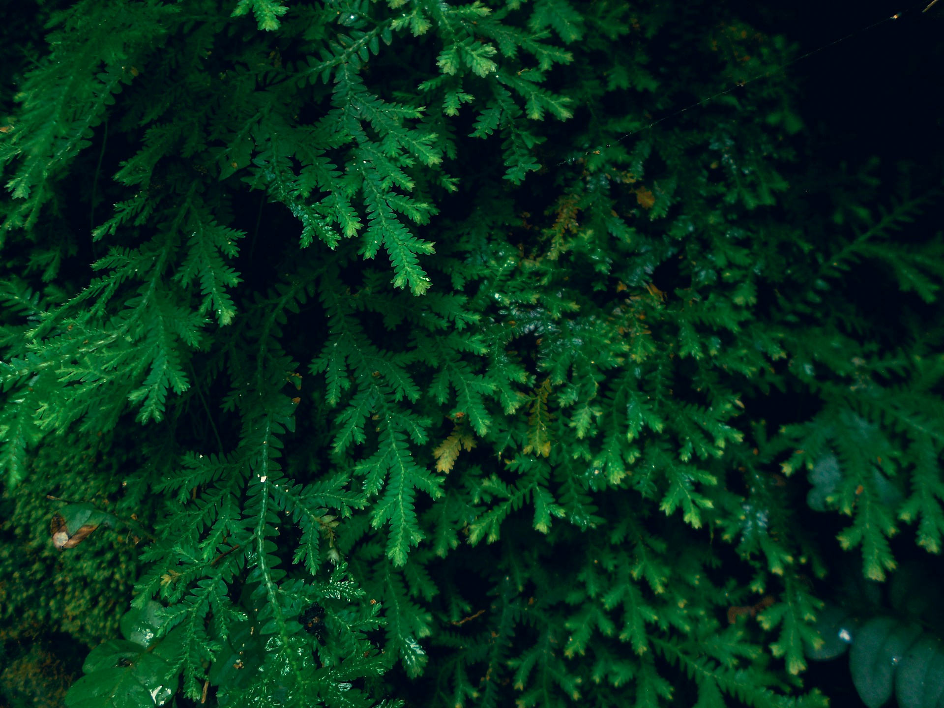A green tree with lots of green leaves