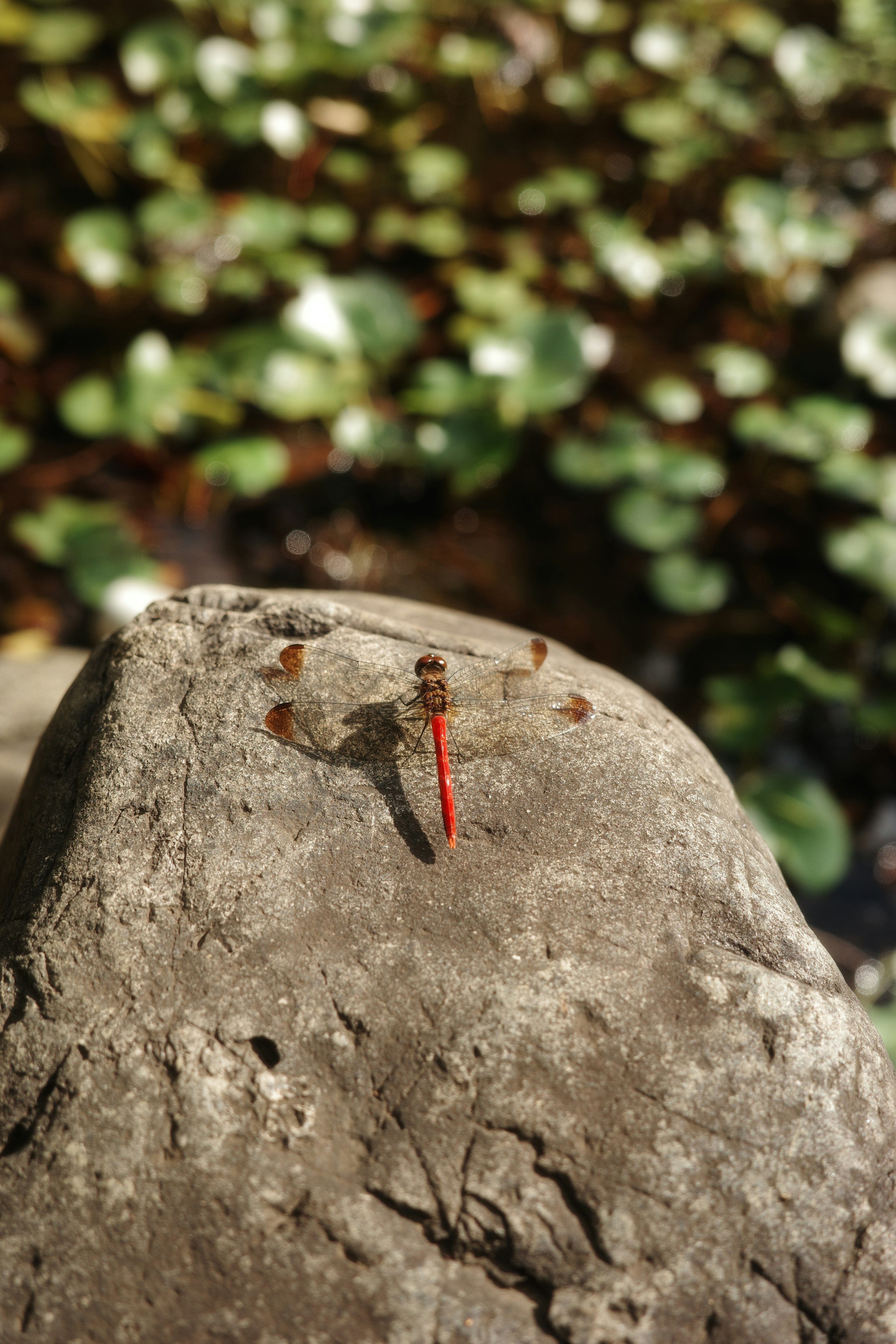 A red dragonfly resting on a rock