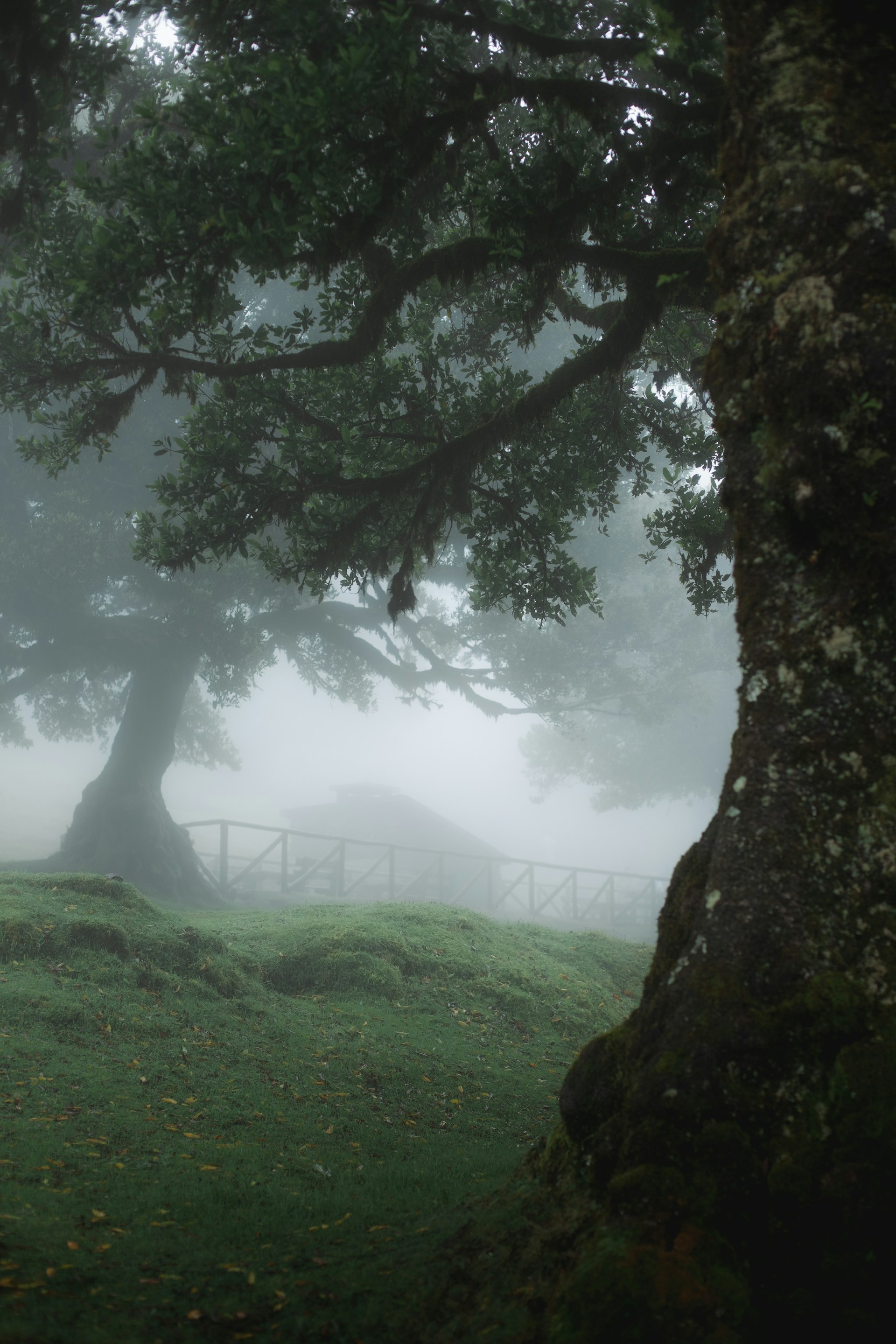 A tree in a foggy field with a fence in the background